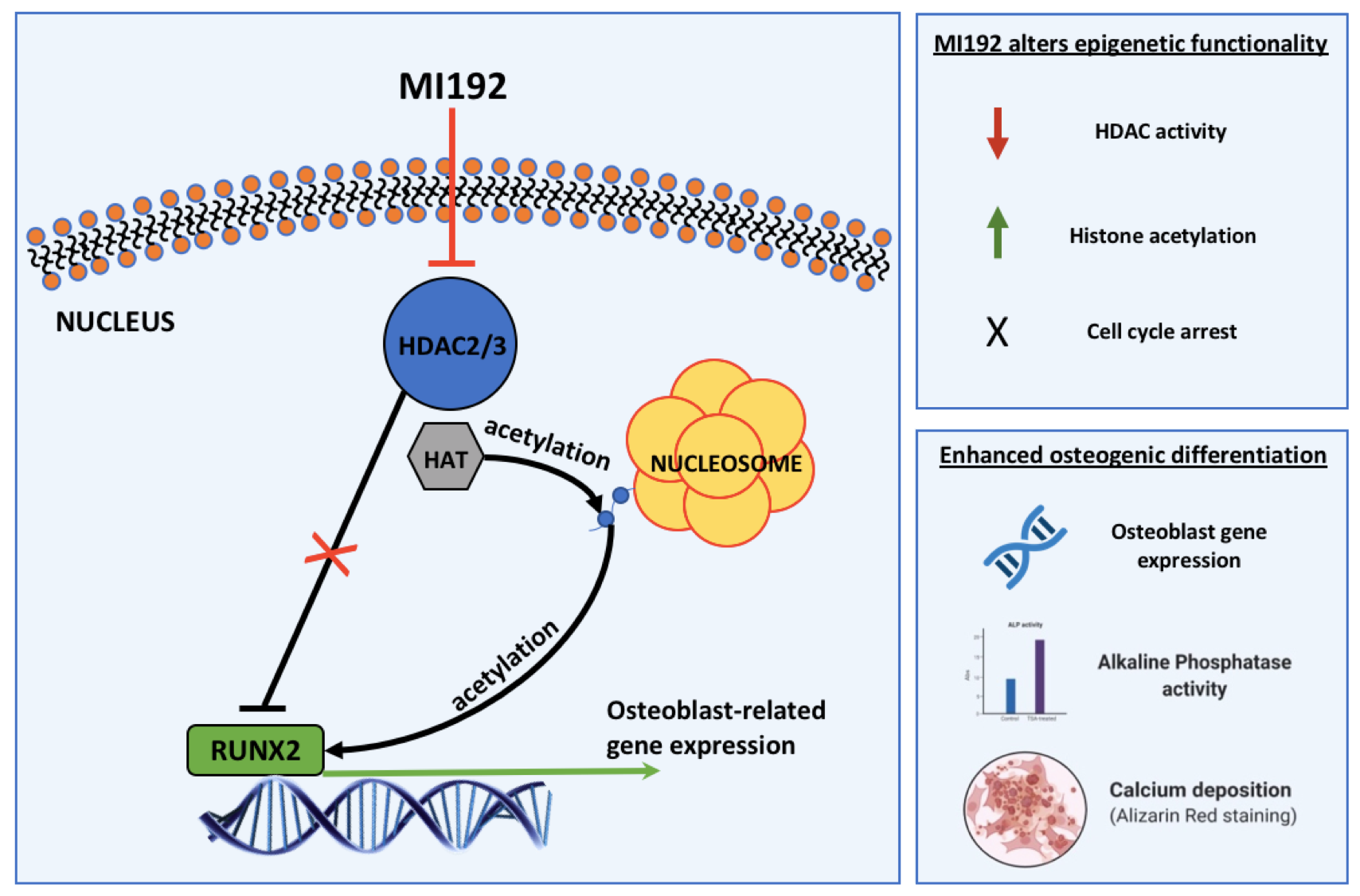 IJMS | Free Full-Text | The Selective Histone Deacetylase 