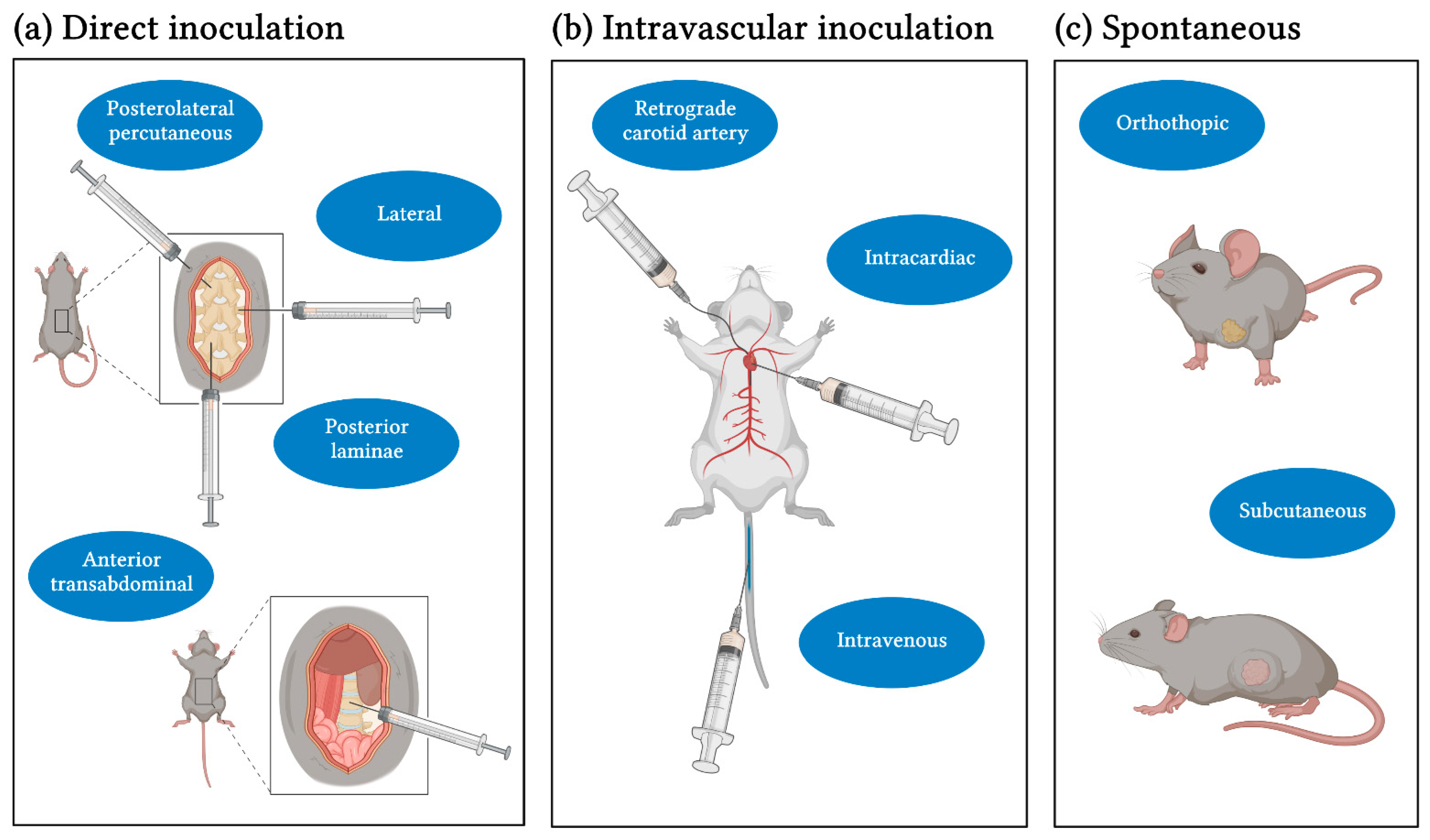 IJMS | Free Full-Text | How to Target Spinal Metastasis in Experimental  Research: An Overview of Currently Used Experimental Mouse Models and  Future Prospects