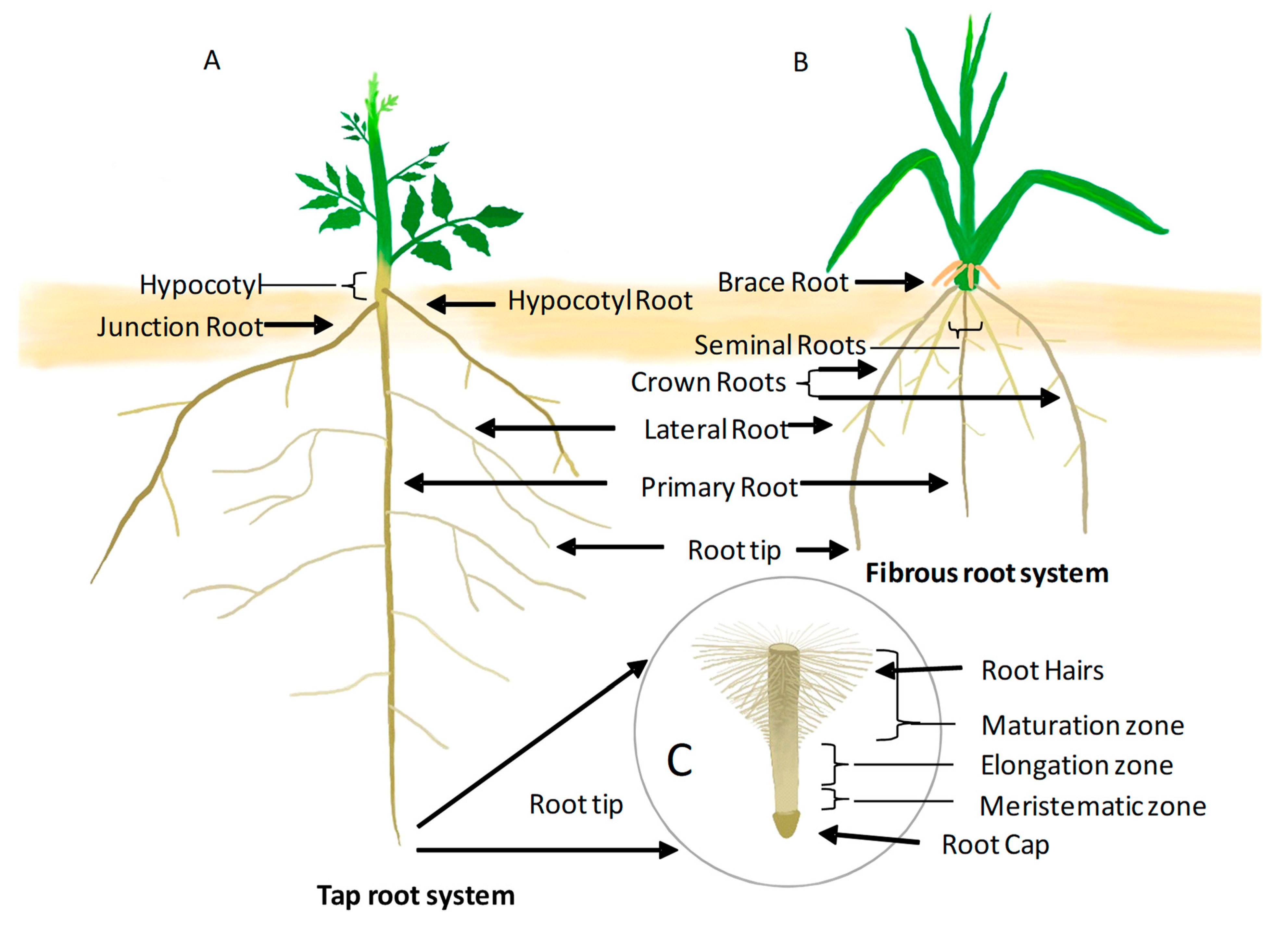 IJMS | Free Full-Text | Understanding the Intricate Web of Phytohormone  Signalling in Modulating Root System Architecture
