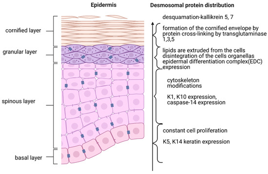 IJMS | Free Full-Text | Caspase-14—From Biomolecular Basics to Clinical ...