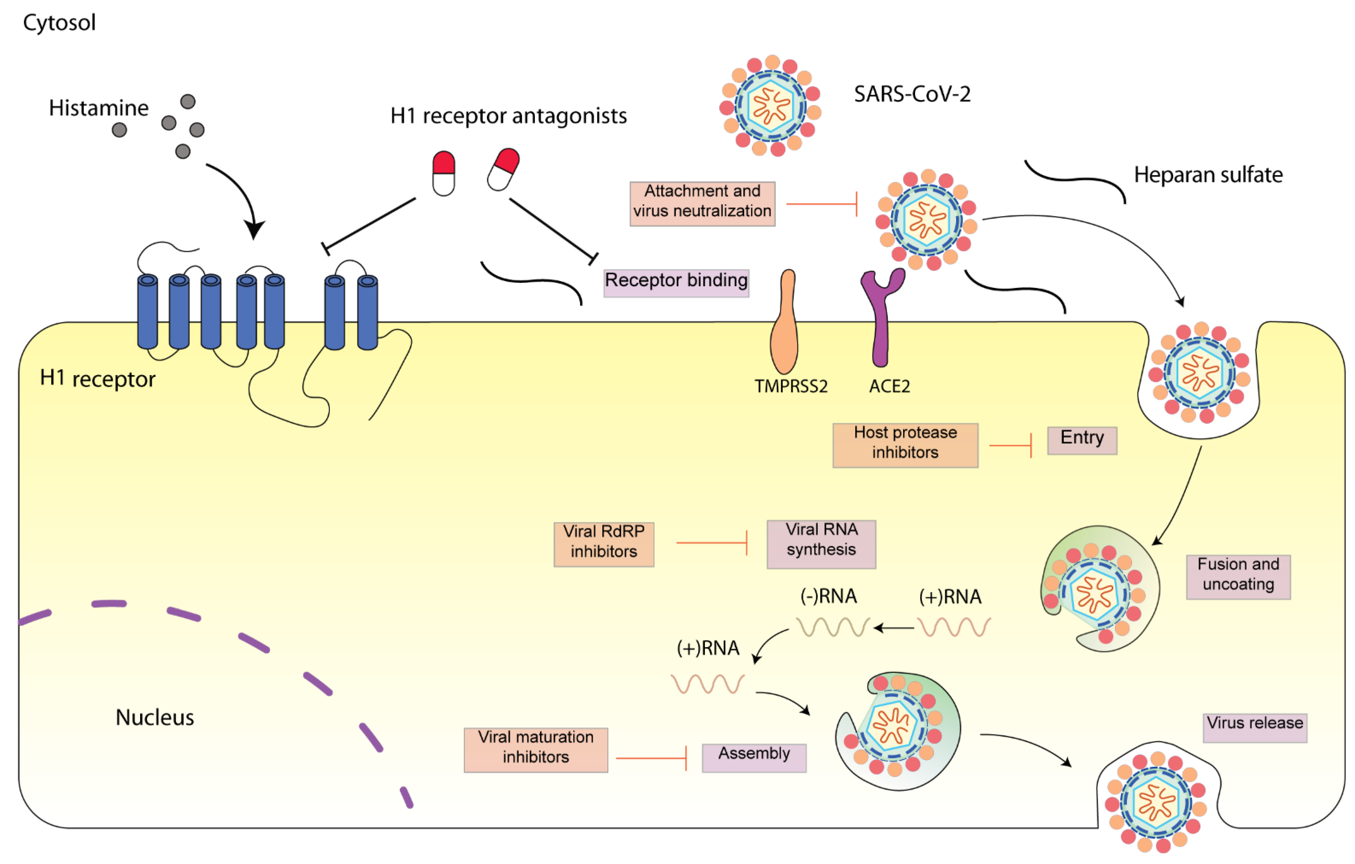 IJMS Free Full Text Could Histamine H1 Receptor Antagonists Be Used 