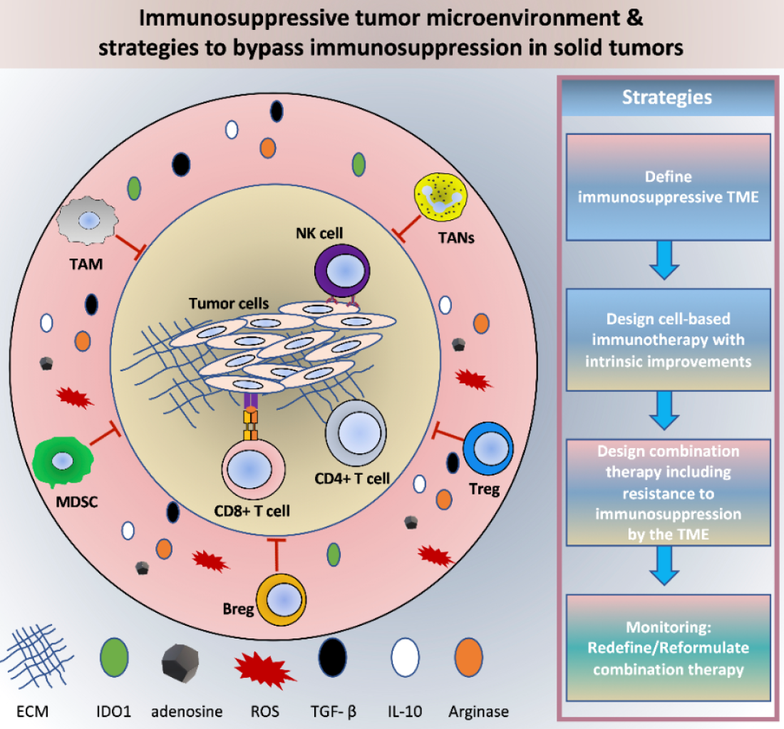 IJMS | Free Full-Text | Hijacked Immune Cells in the Tumor  Microenvironment: Molecular Mechanisms of Immunosuppression and Cues to  Improve T Cell-Based Immunotherapy of Solid Tumors