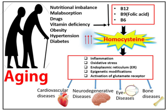 Shakib Papu Sex Video - IJMS | Free Full-Text | Homocysteine and Age-Related Central Nervous System  Diseases: Role of Inflammation