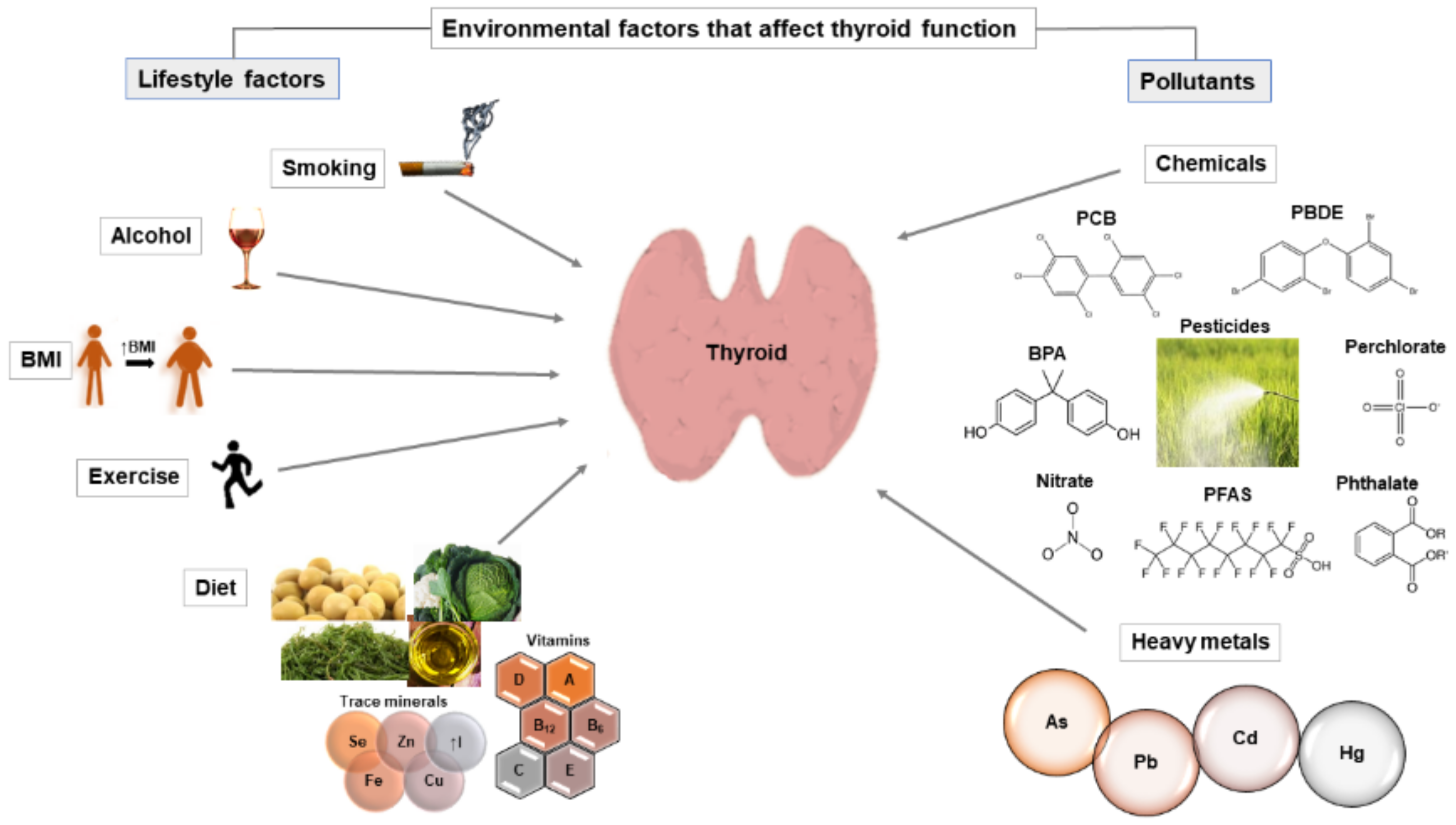 II. Factors Affecting Iodine Requirements for Thyroid Hormone Production