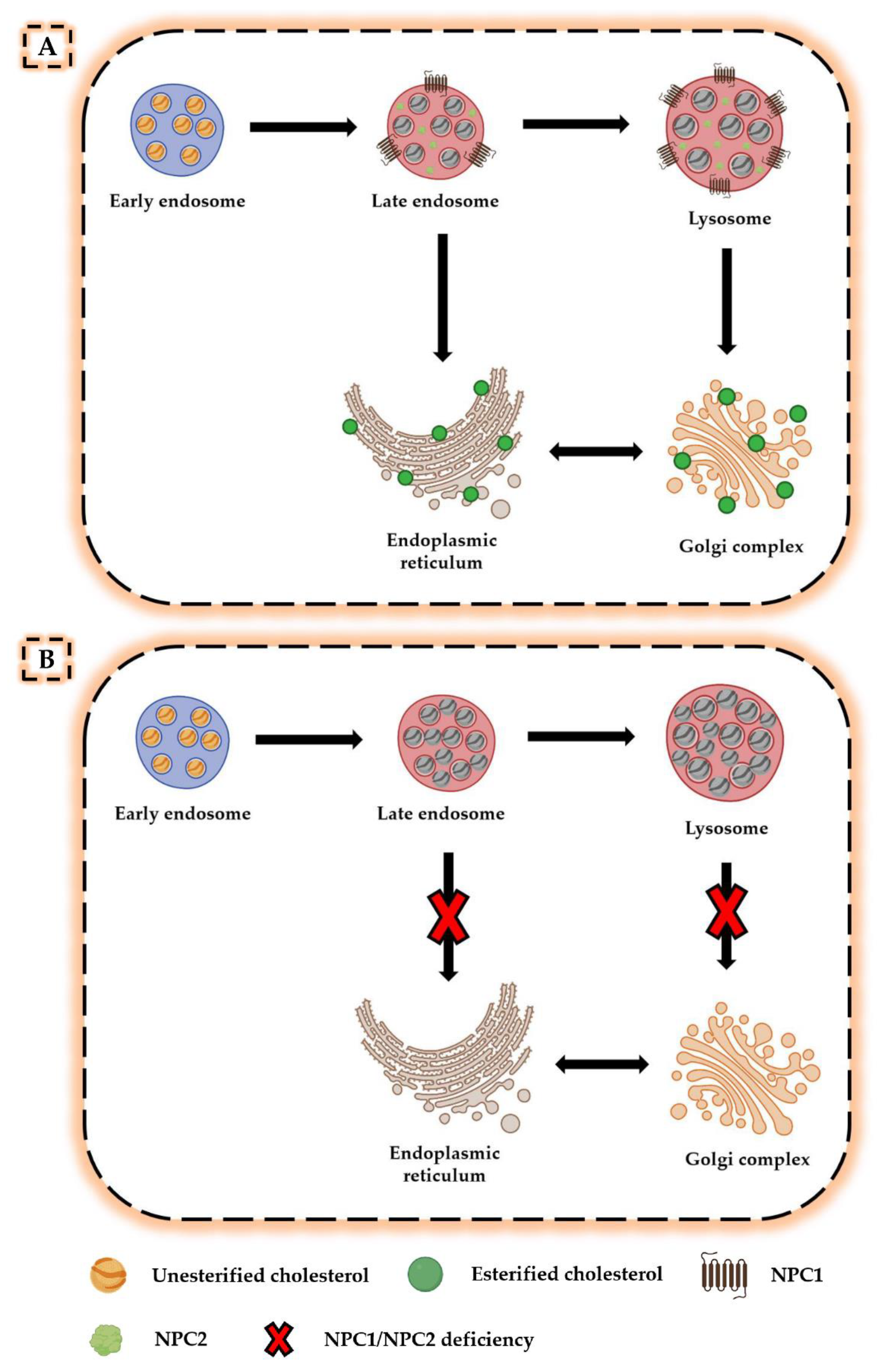 Construction of Niemann Pick Disease Type C1 HEK293 Cell Model