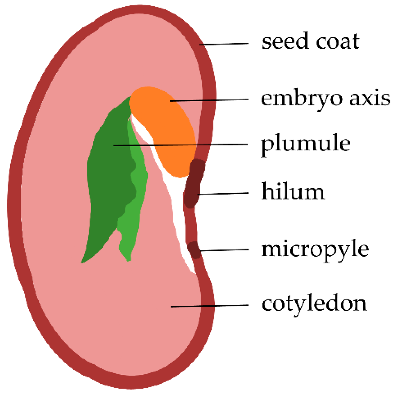 bean seed structure