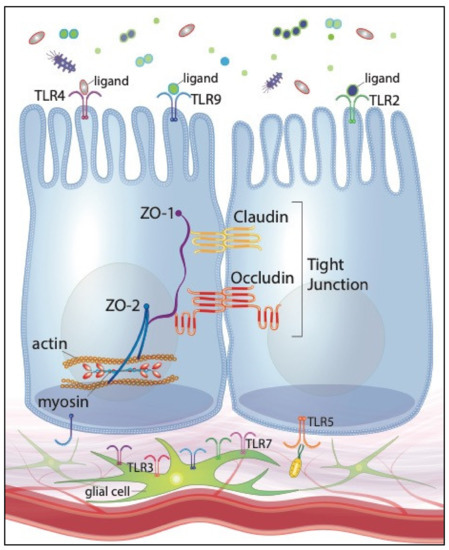 IJMS | Free Full-Text | Probiotics, Prebiotics and Epithelial Tight ...