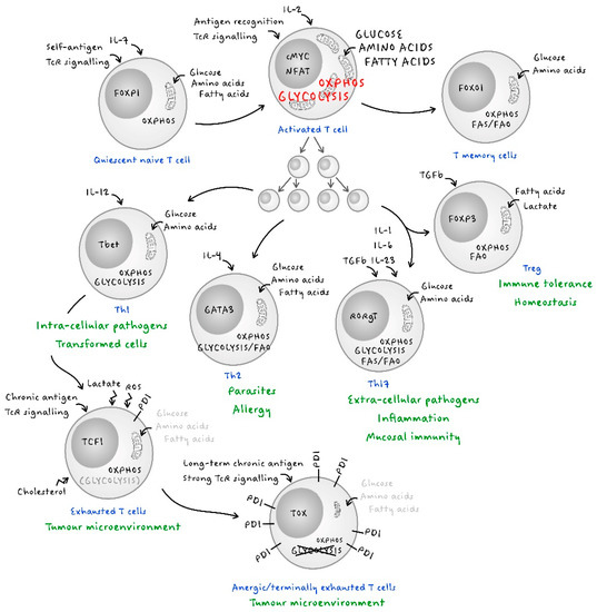 IJMS | Free Full-Text | The Natural History of T Cell Metabolism