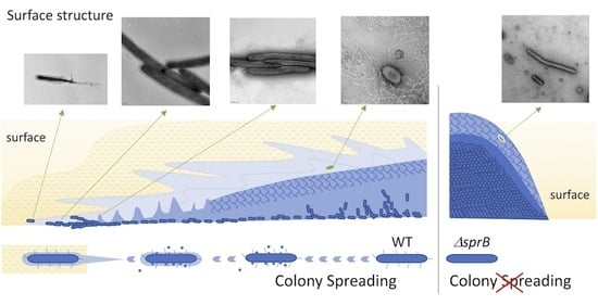 Bilofilm - IJMS | Free Full-Text | Biofilm Spreading by the Adhesin-Dependent Gliding  Motility of Flavobacterium johnsoniae: 2. Role of Filamentous Extracellular  Network and Cell-to-Cell Connections at the Biofilm Surface