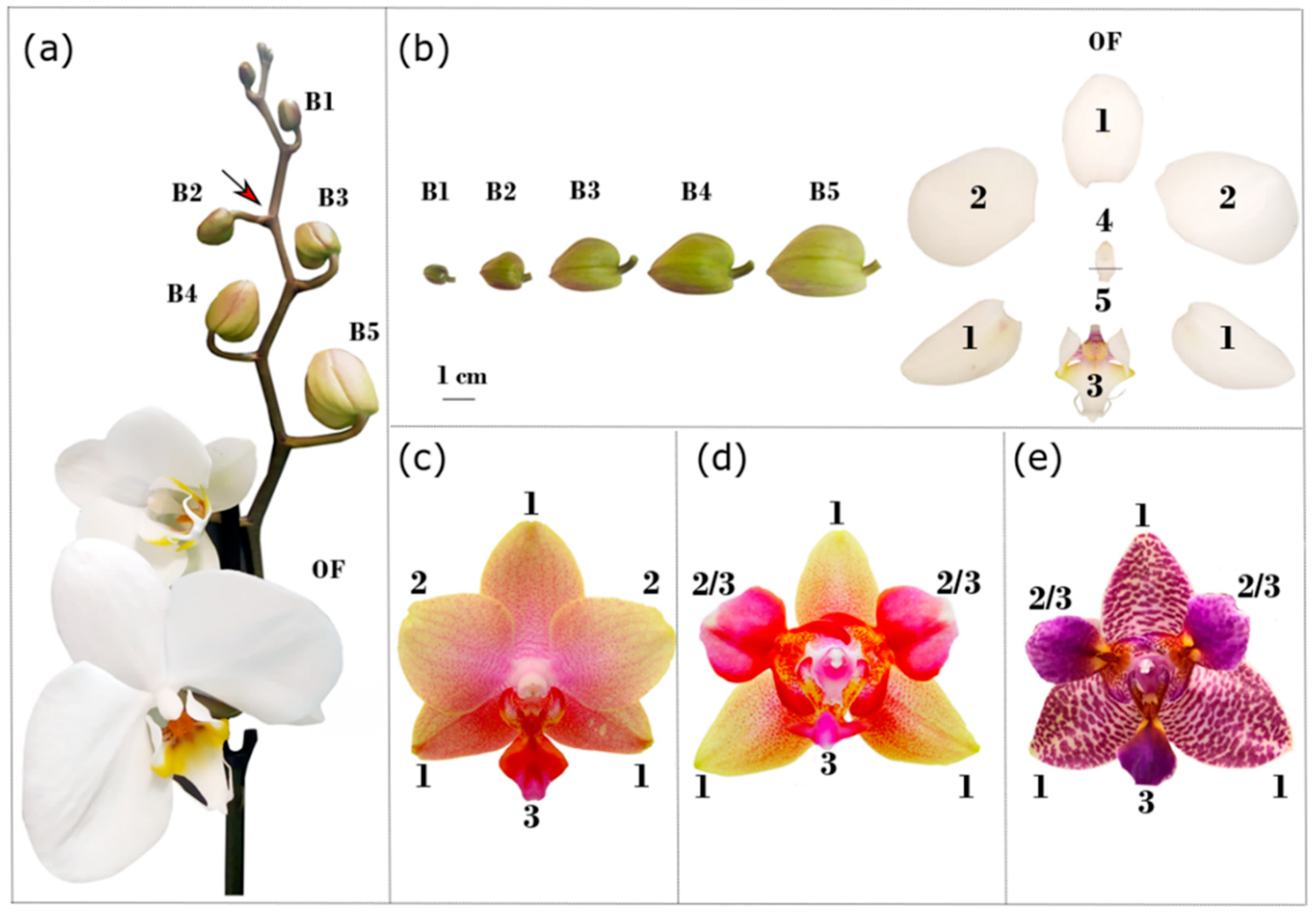 Primer on the 'Big 3' flowering plants