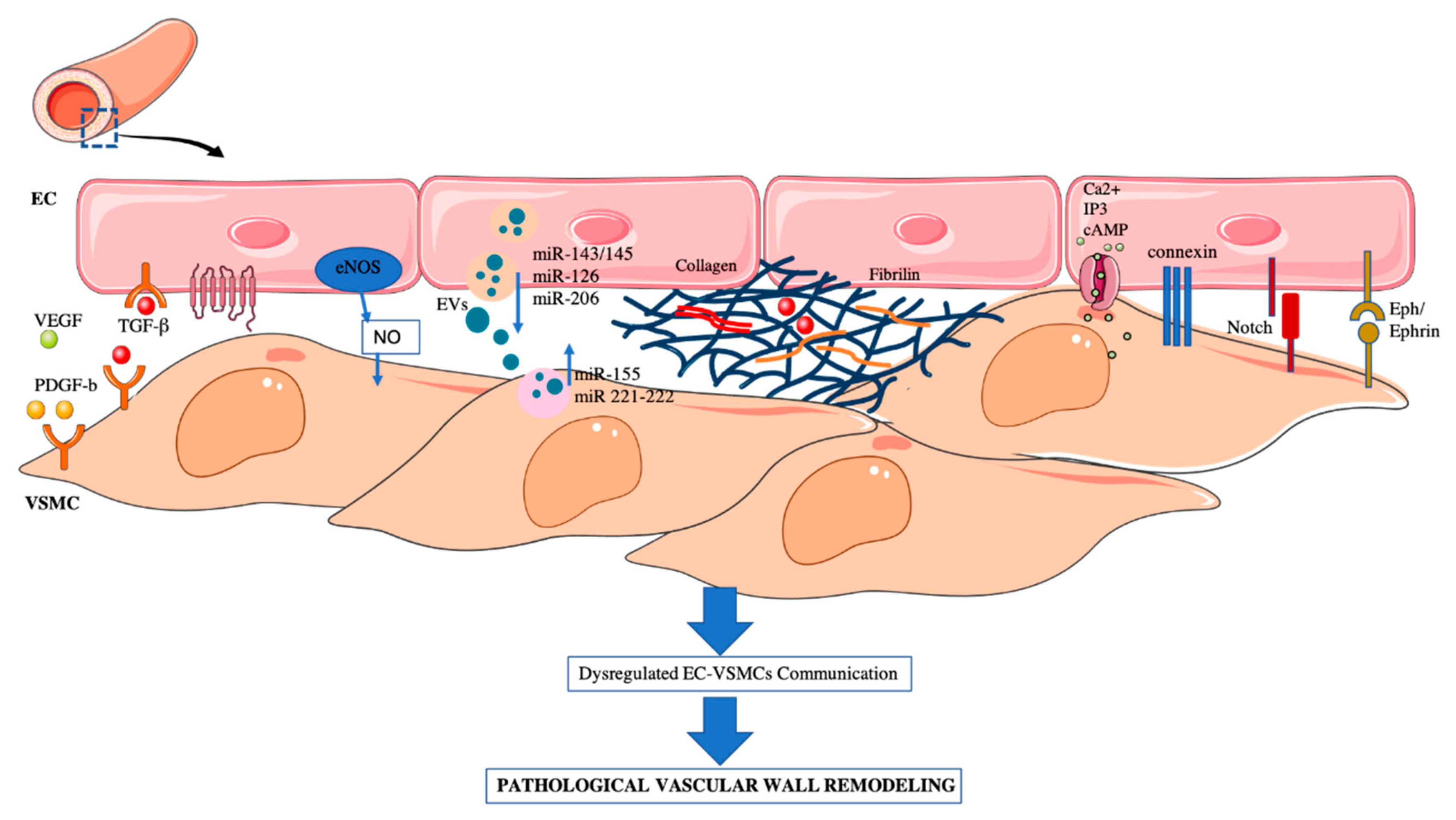 Ijms Free Full Text Cellular Crosstalk Between Endothelial And Smooth Muscle Cells In 