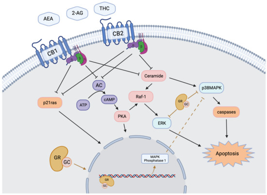 IJMS | Free Full-Text | Glucocorticoids, Stress and Delta-9 ...