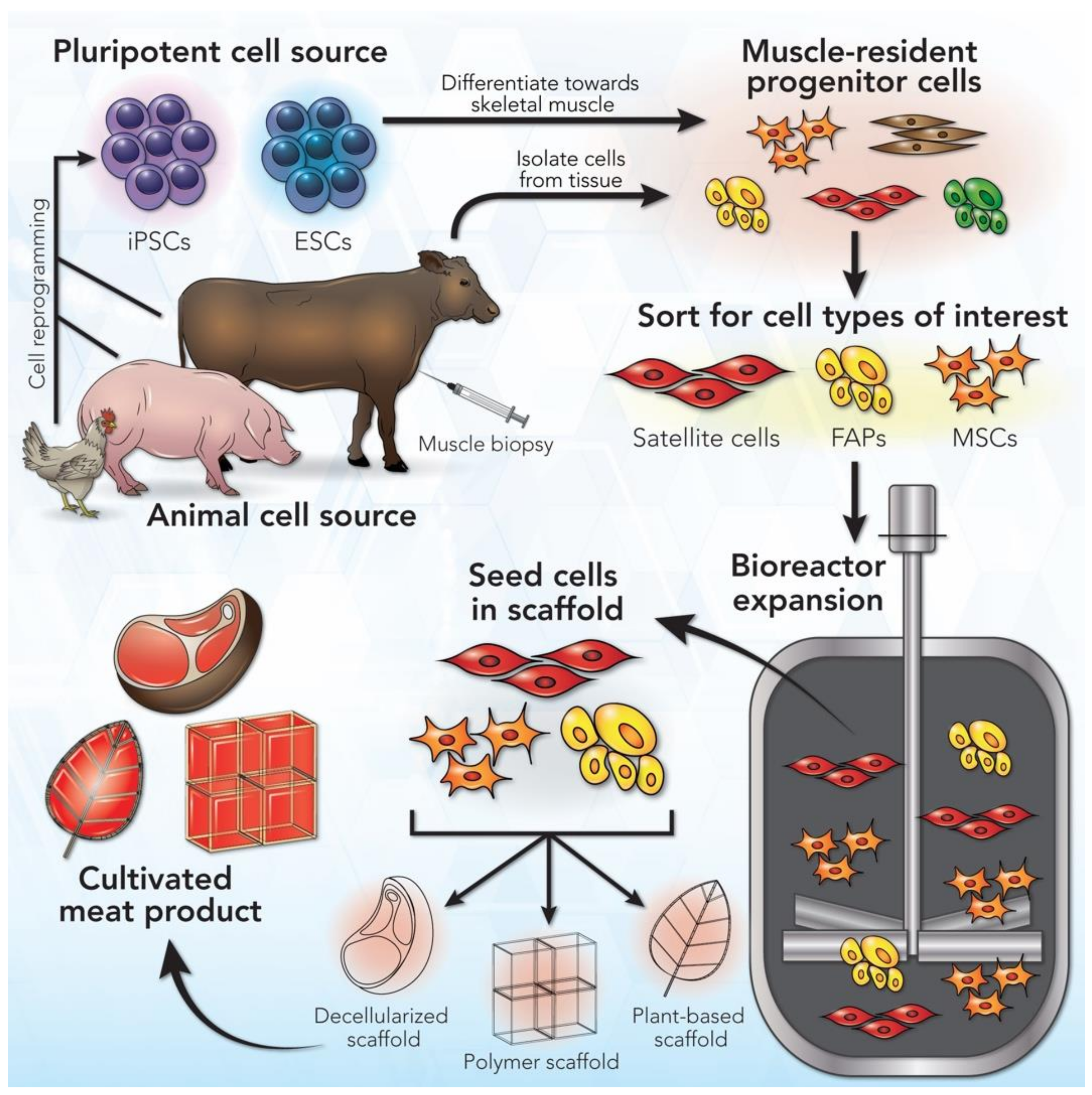 IJMS | Free Full-Text | Cell Sources for Cultivated Meat: Applications and  Considerations throughout the Production Workflow