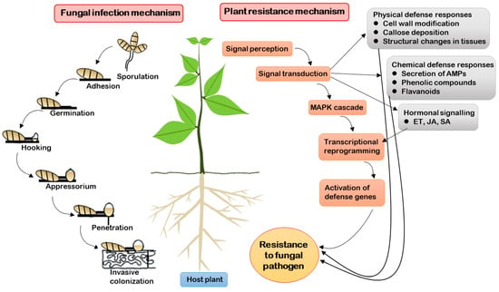 IJMS | Free Full-Text | Recent Progress in Enhancing Fungal Disease  Resistance in Ornamental Plants