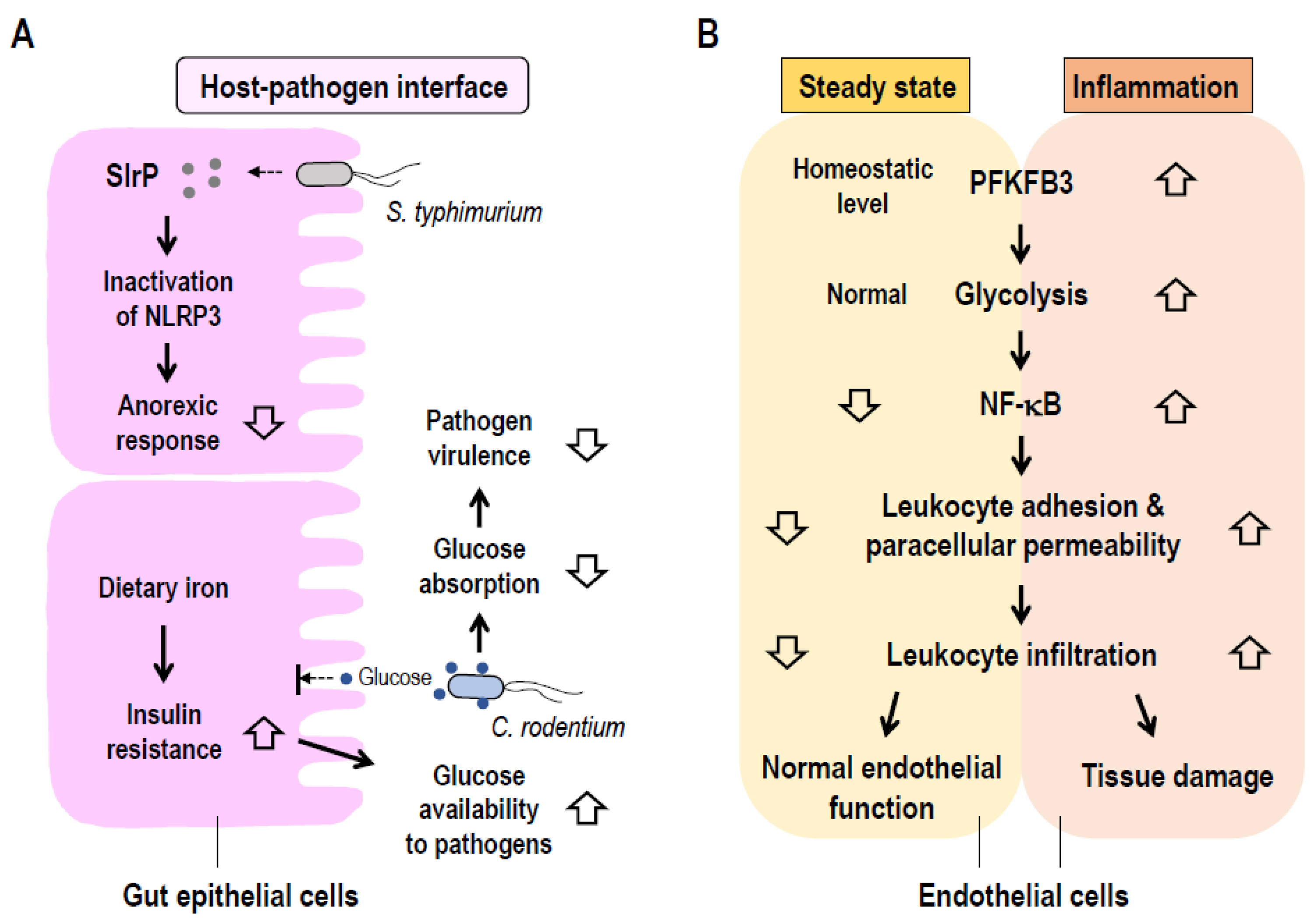 IJMS | Free Full-Text | Cellular and Exosomal Regulations of Sepsis-Induced  Metabolic Alterations