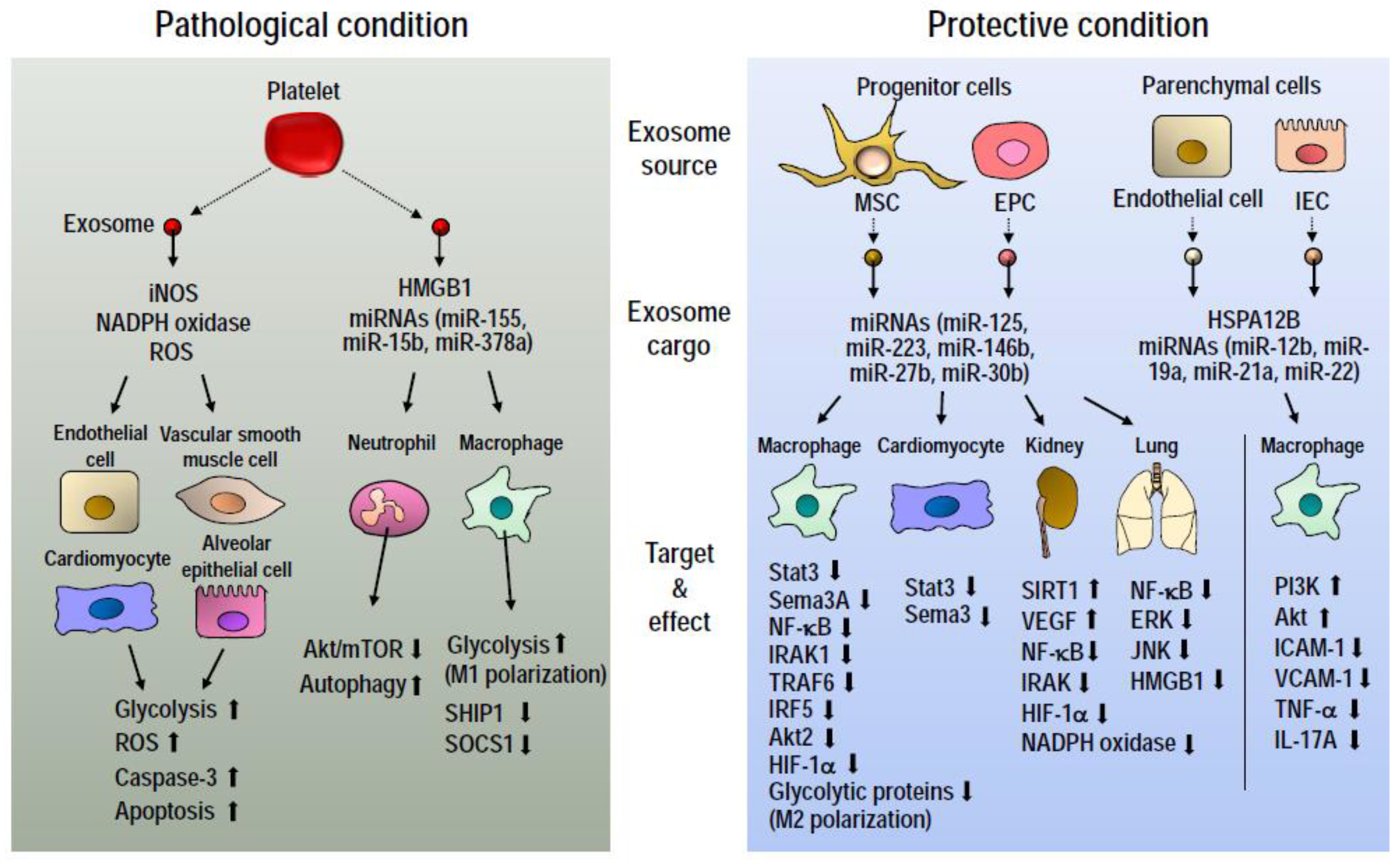 IJMS | Free Full-Text | Cellular and Exosomal Regulations of Sepsis-Induced  Metabolic Alterations