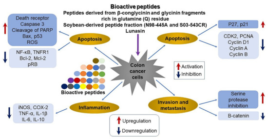 Frontiers  First generation of multifunctional peptides derived