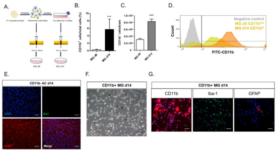 Astrocytes Stimulate Microglial Proliferation and M2 Polarization In ...