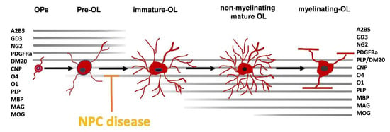 Therapeutic intervention for Niemann–Pick type C disease must target