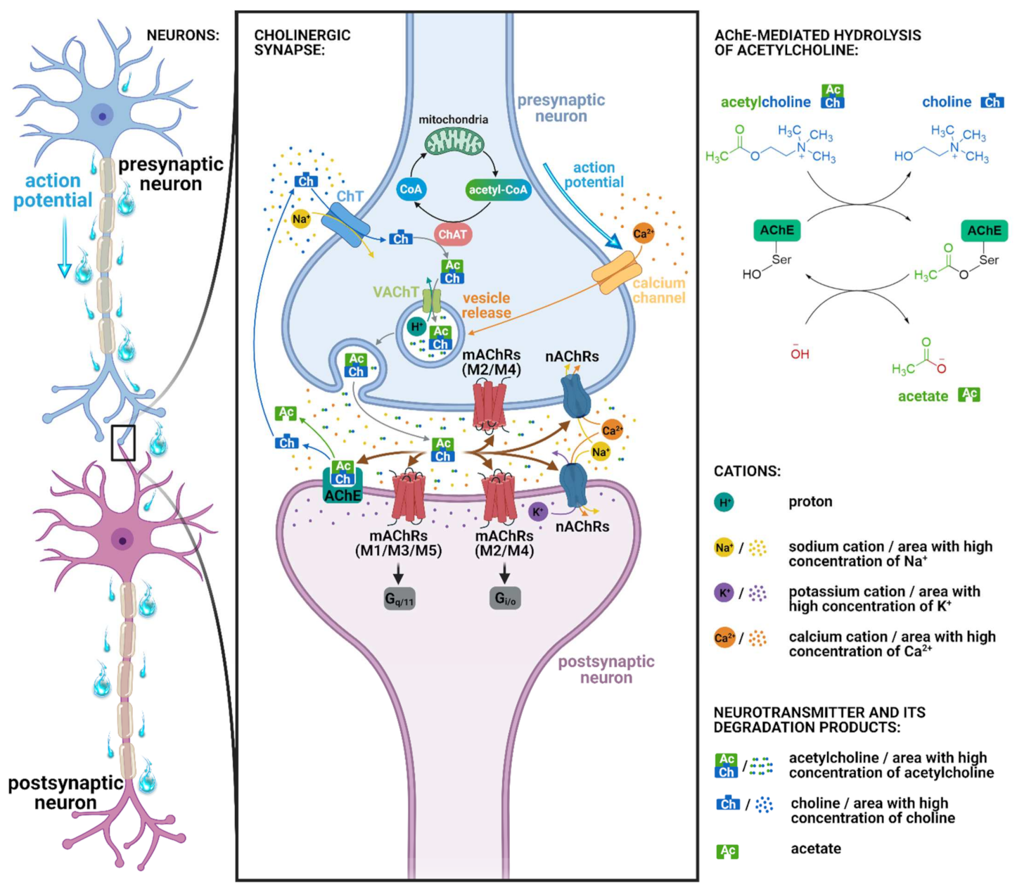 IJMS | Free Full-Text | Neuropharmacology of Cevimeline and Muscarinic ...