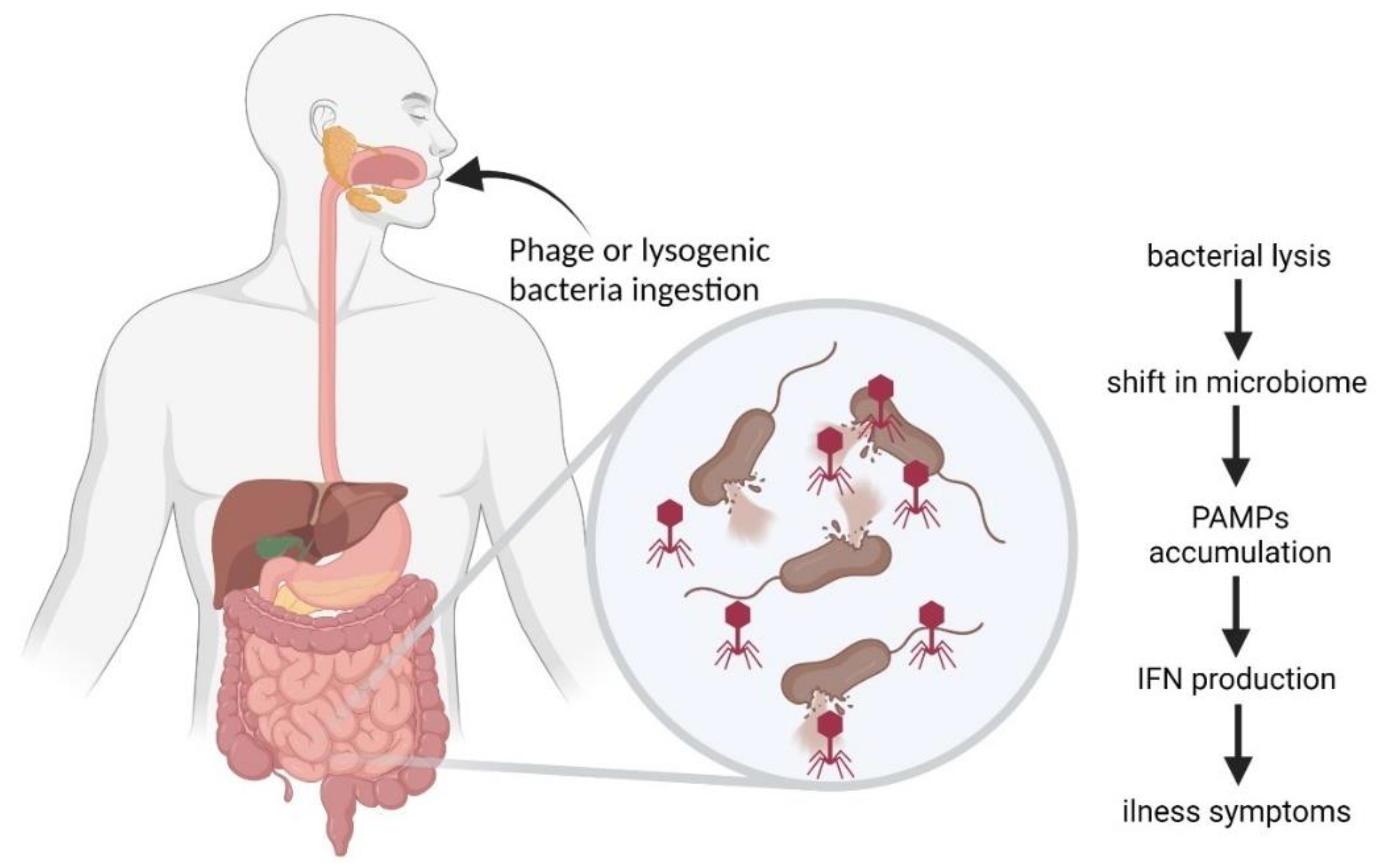 Ijms Free Full Text Interactions Of Bacteriophages With Animal And