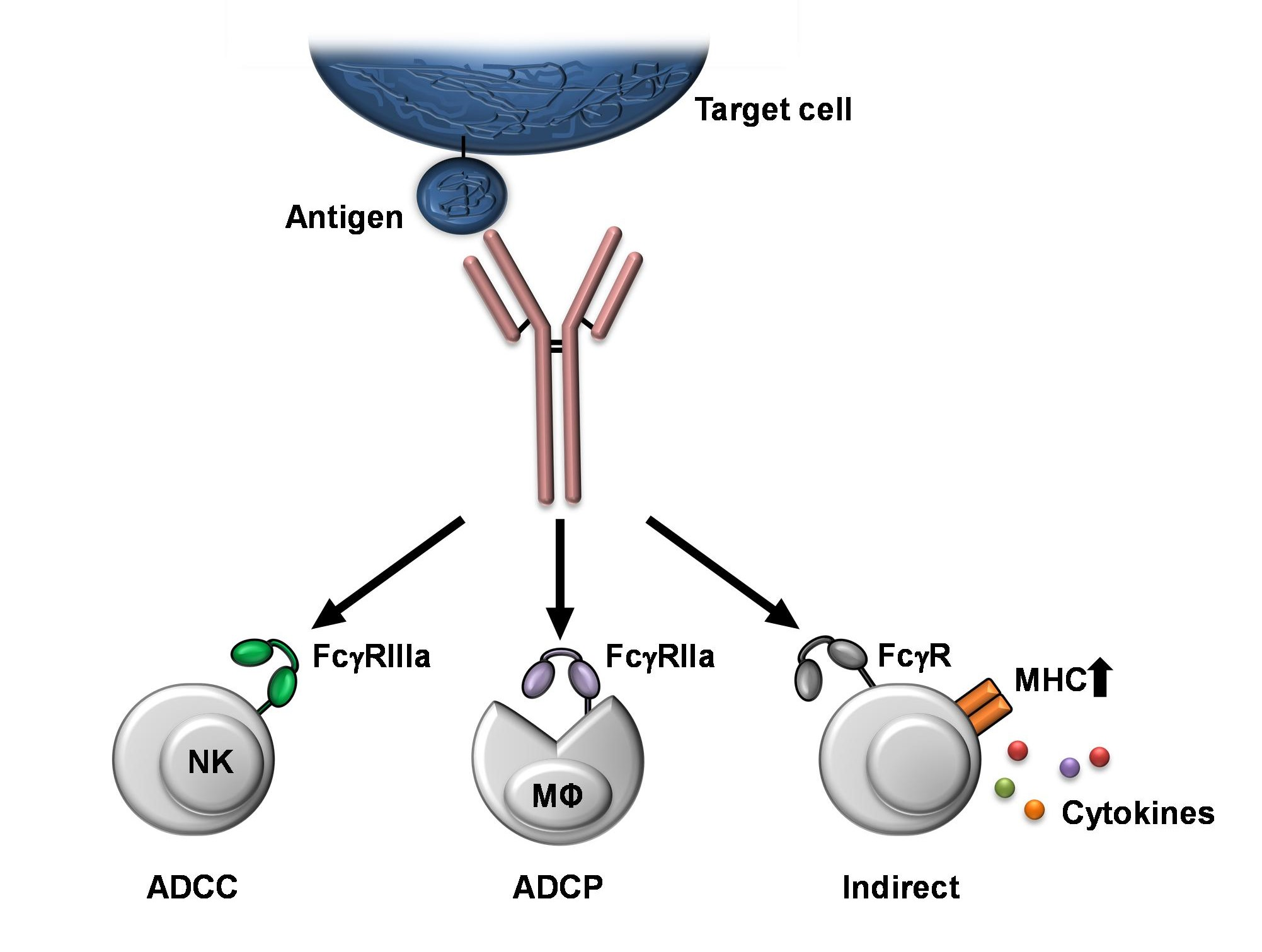Fc receptor (FcR)-mediated signaling for phagocytosis. Engagement