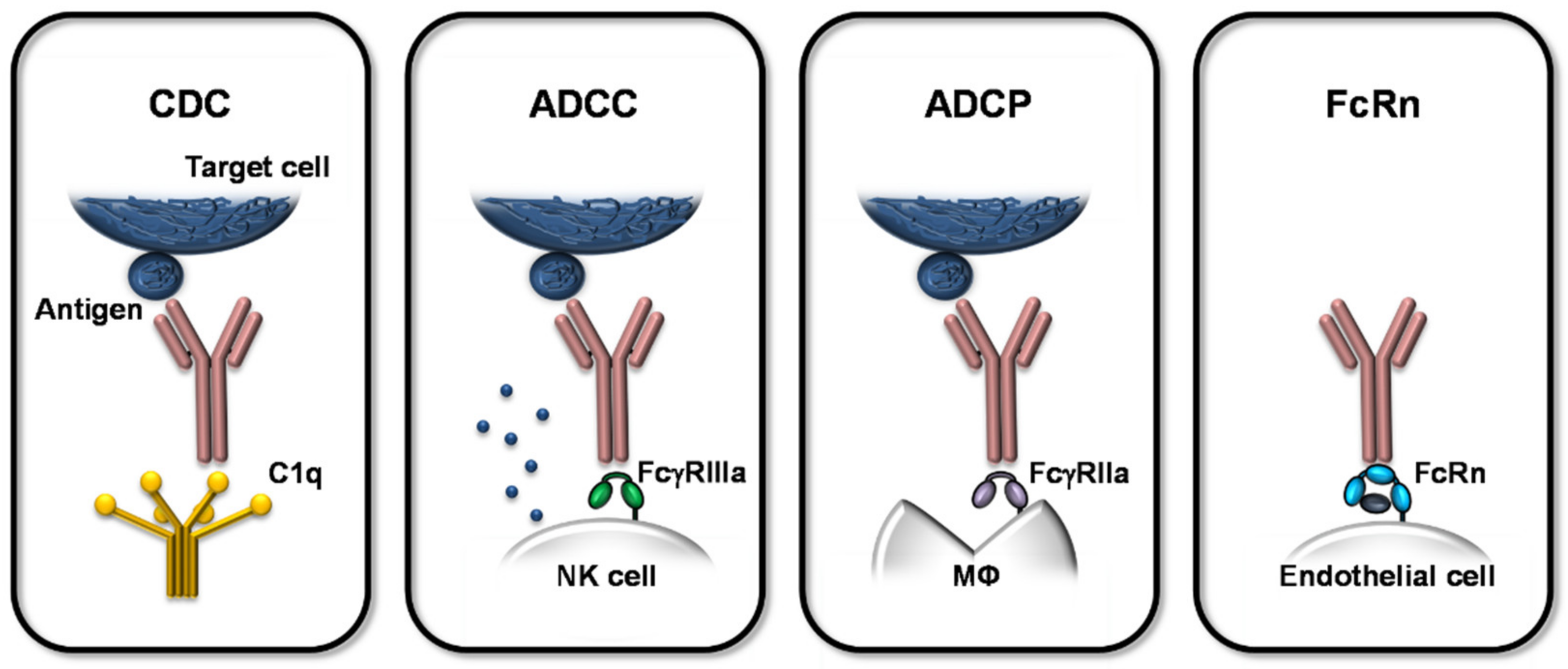 Fc receptor (FcR)-mediated signaling for phagocytosis. Engagement