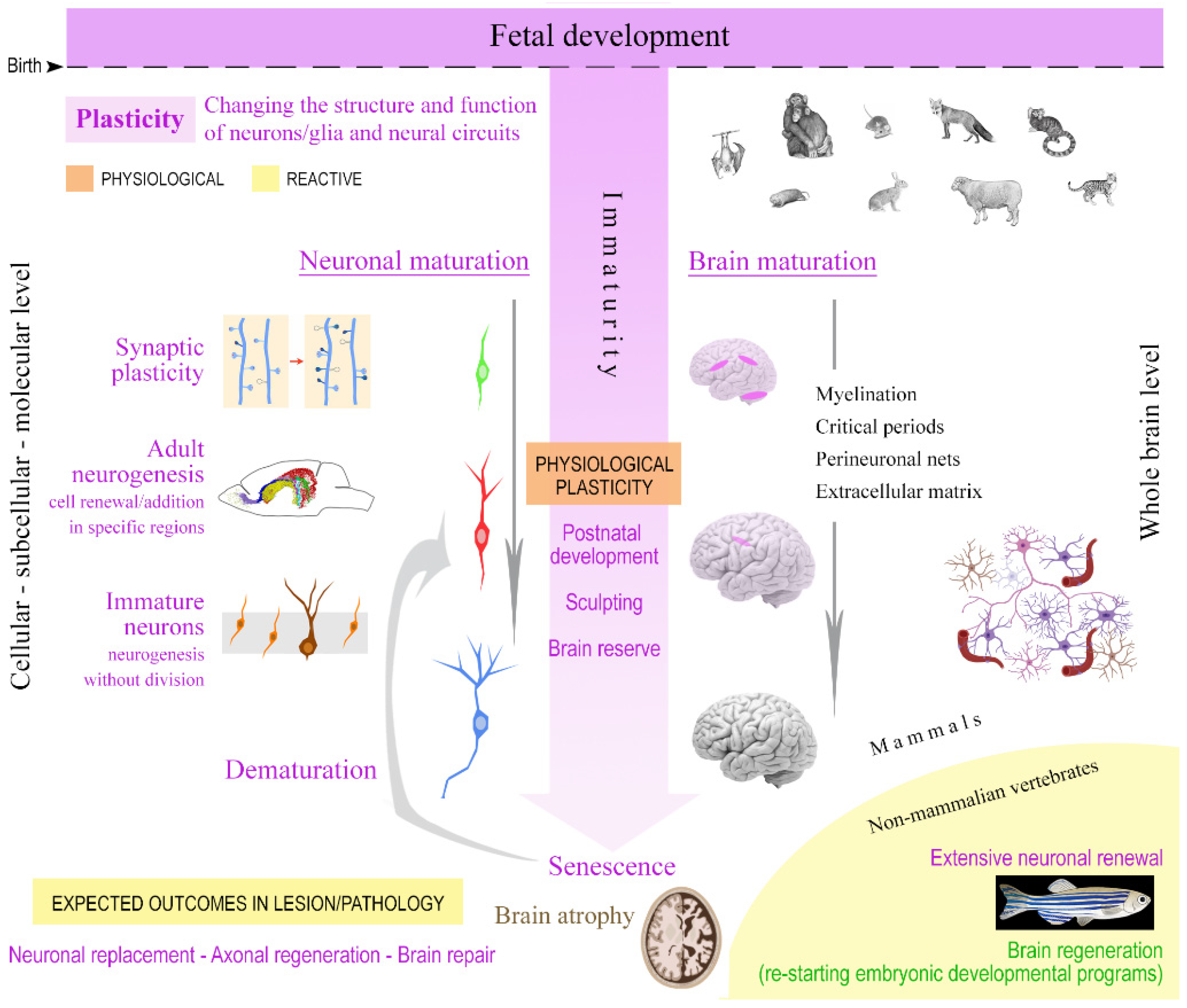 The Feral Child Brain Plasticity SAIMND The Feral Child Brain Plasticity SAIMND
