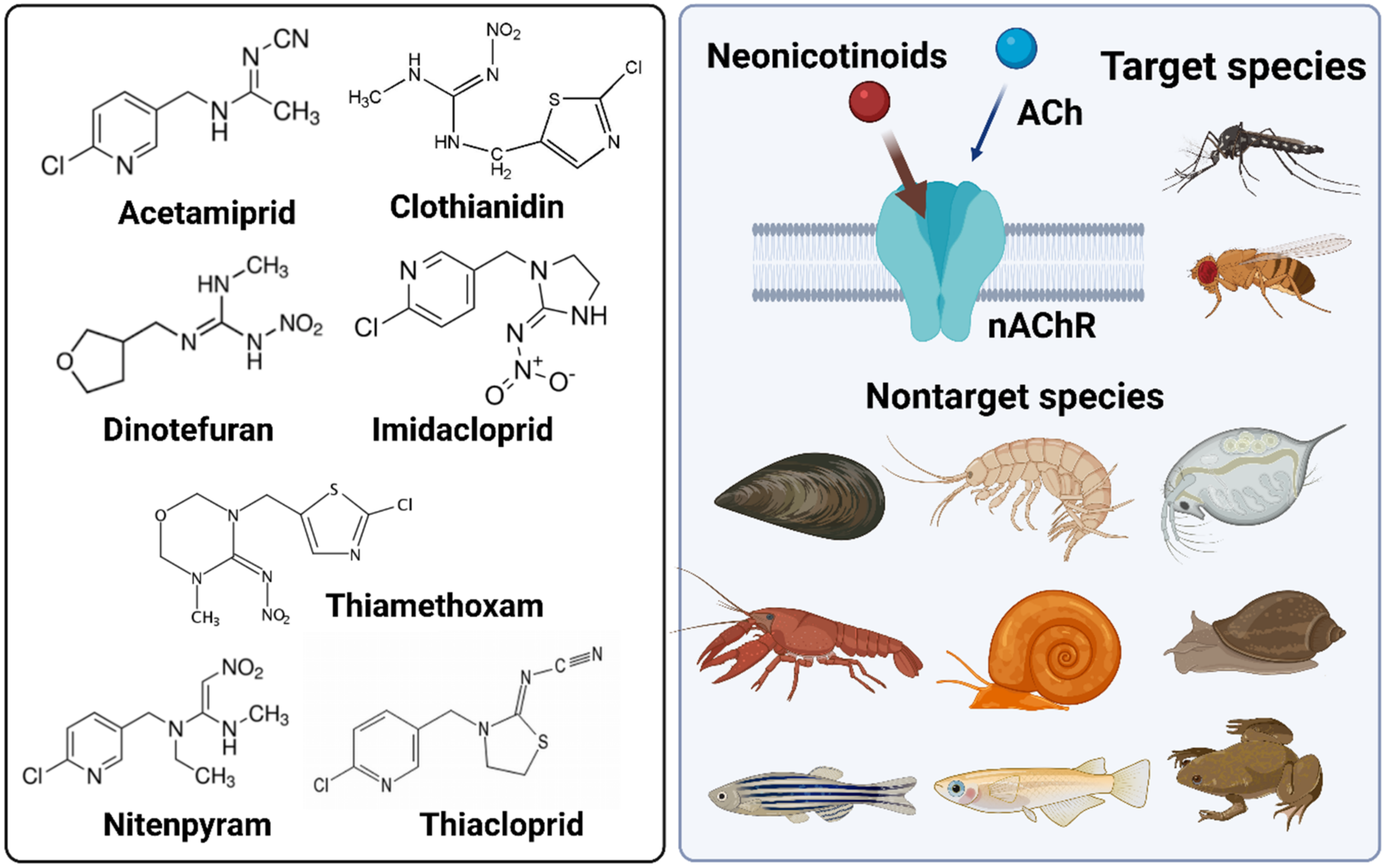 IJMS | Free Full-Text | Physiological Effects of Neonicotinoid Insecticides  on Non-Target Aquatic Animals—An Updated Review