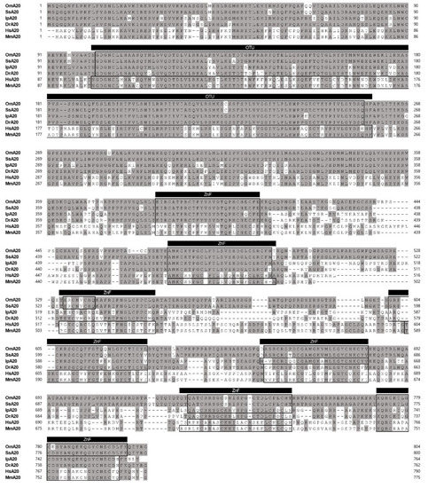 IJMS | Free Full-Text | A20 Inhibits LPS-Induced Inflammation by ...