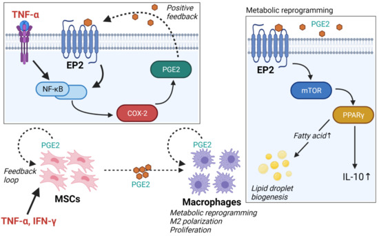 IJMS | Free Full-Text | Crosstalk between Metabolic Disorders and 