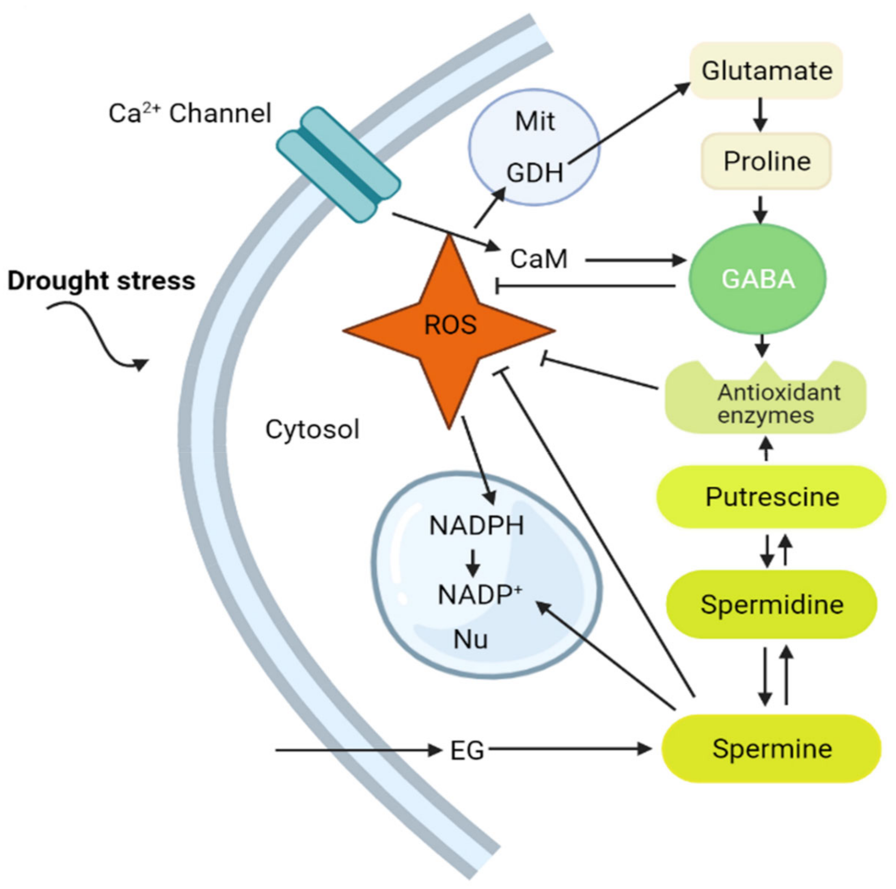 ijms-free-full-text-gaba-a-key-player-in-drought-stress-resistance