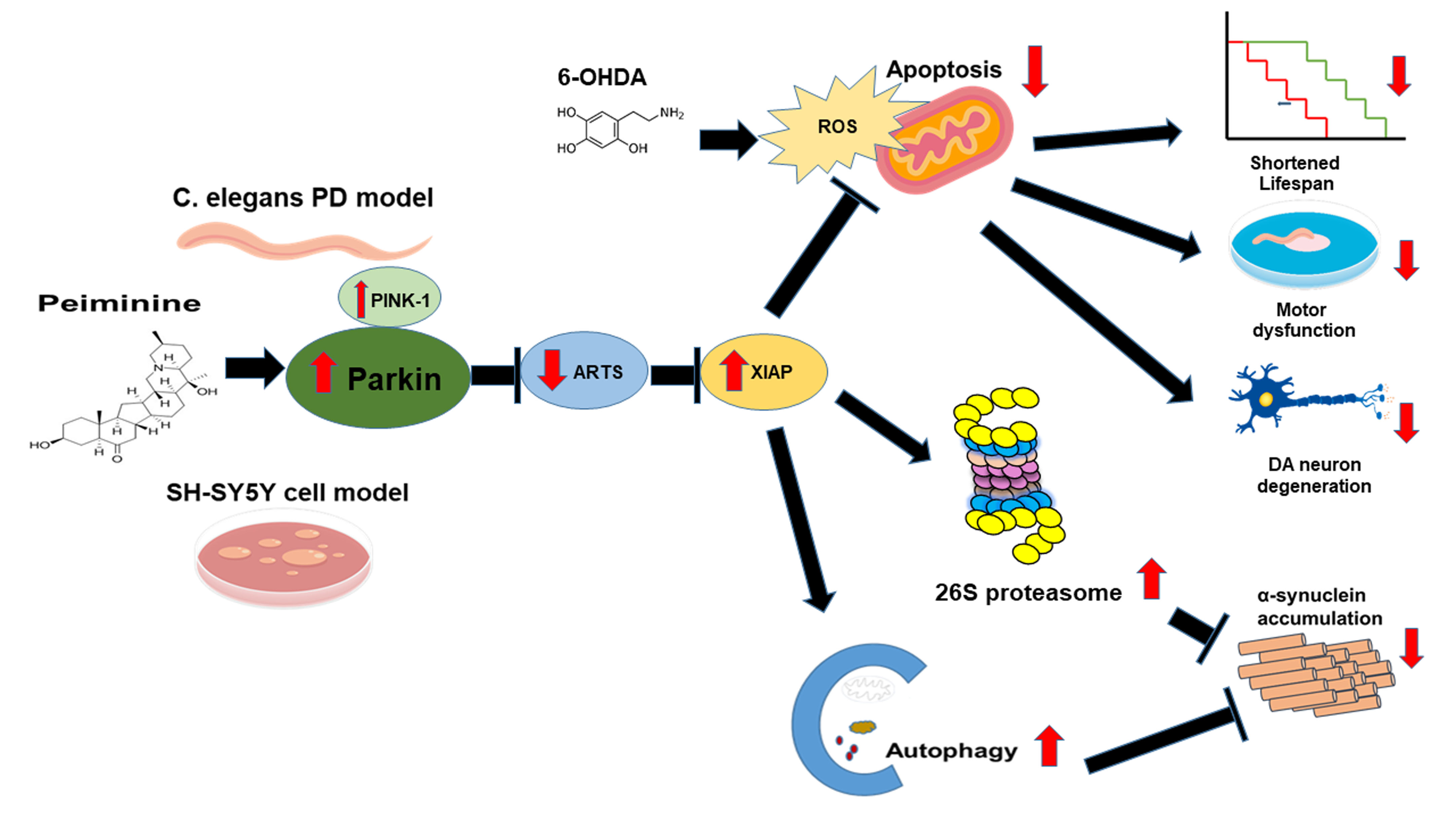 https://pub.mdpi-res.com/ijms/ijms-22-10240/article_deploy/html/images/ijms-22-10240-ag.png?1632809004