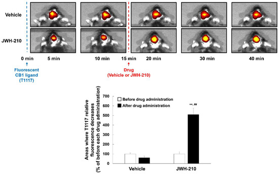 IJMS | Free Full-Text | Cannabinoid Receptor Type 1 Regulates Drug 