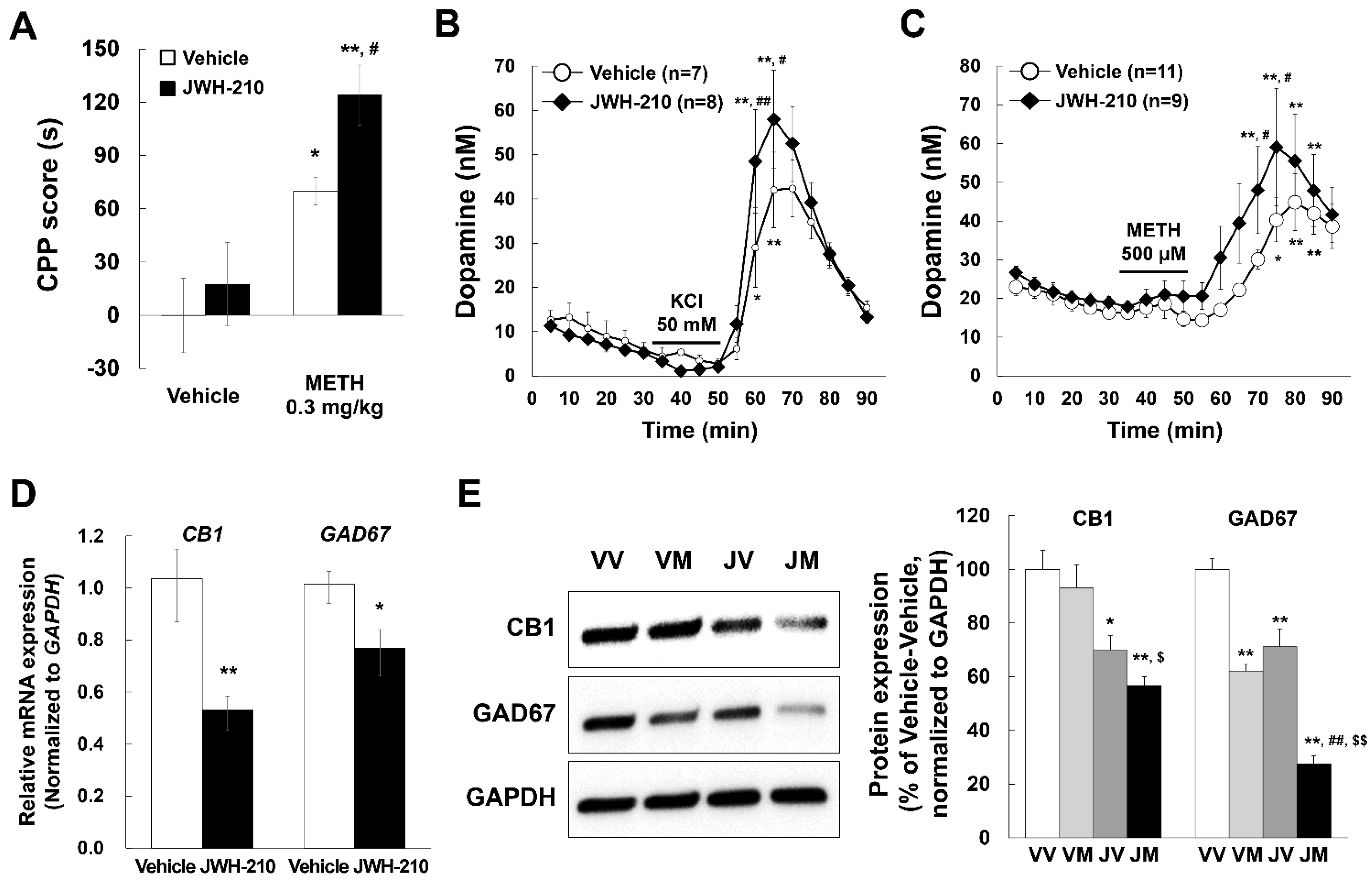 IJMS | Free Full-Text | Cannabinoid Receptor Type 1 Regulates Drug 