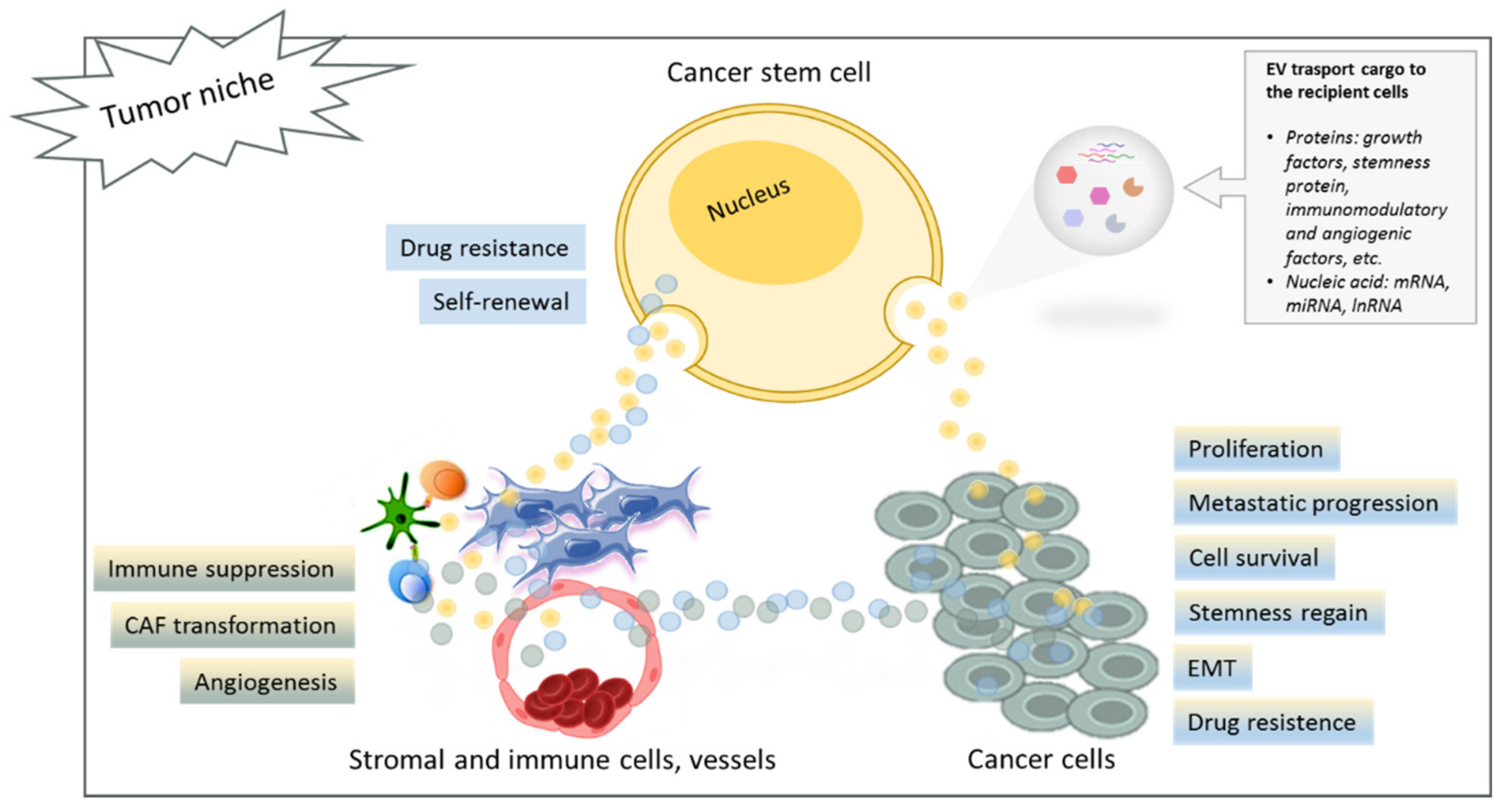 Ijms Free Full Text Extracellular Vesicles And Cancer Stem Cells In