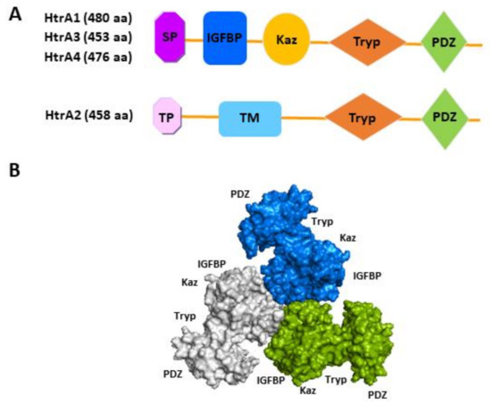 Overview of Human HtrA Family Proteases and Their Distinctive ...