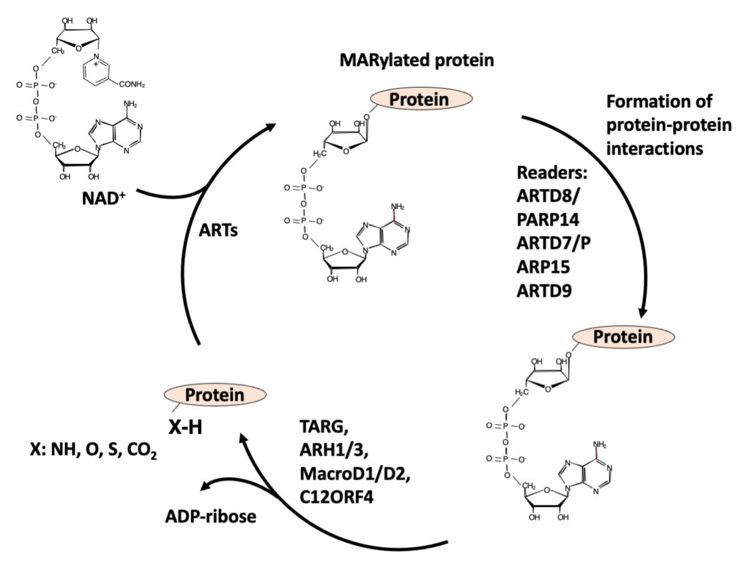Medicinal Chemistry Perspective on Targeting Mono-ADP-Ribosylating PARPs  with Small Molecules