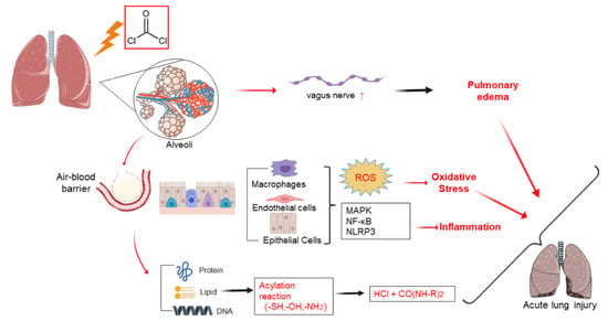 IJMS | Free Full-Text | Mechanism of Phosgene-Induced Acute Lung Injury ...