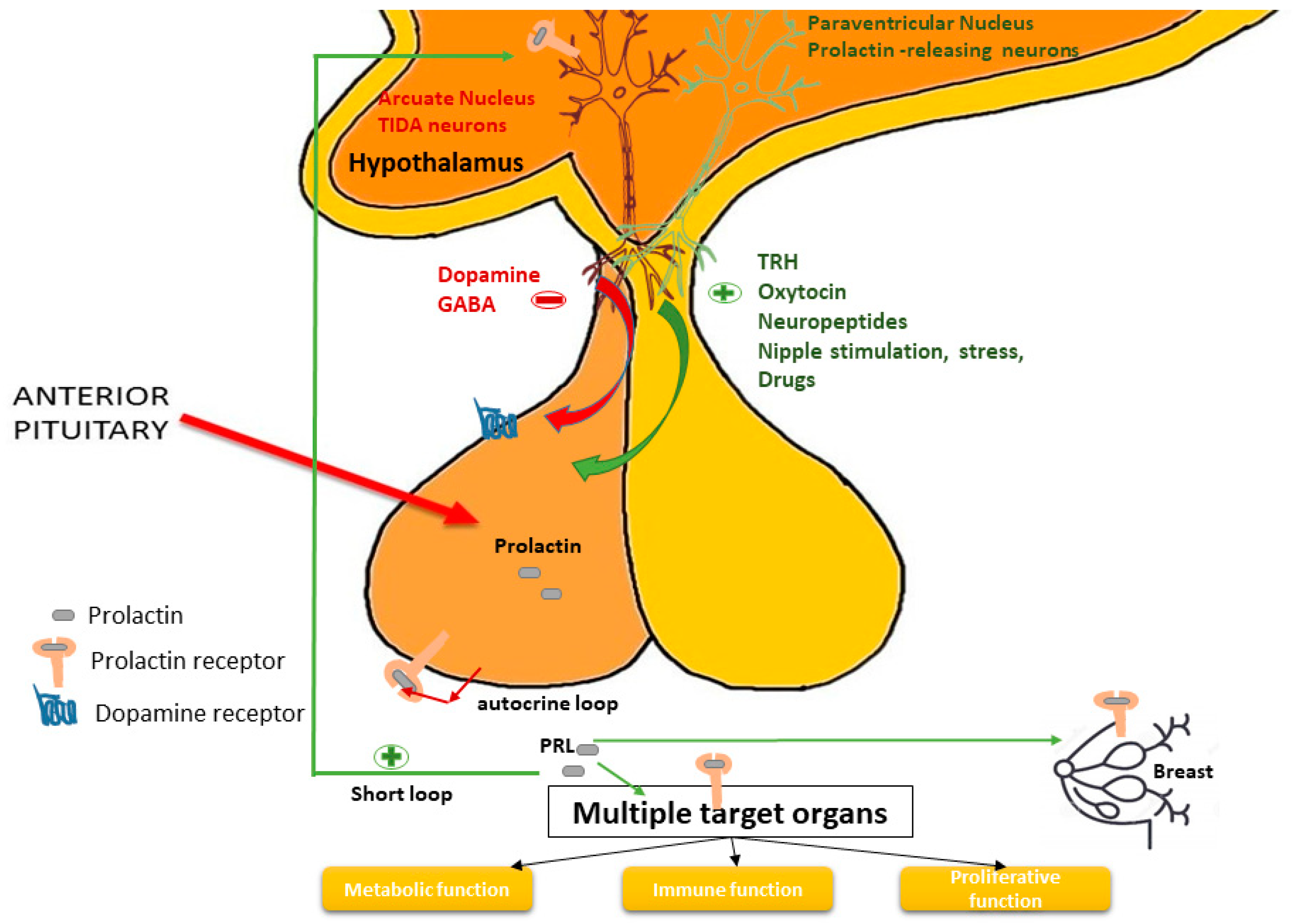 IJMS Free Full Text Molecular Pathways In Prolactinomas IJMS Free Full Text Molecular Pathways In Prolactinomas
