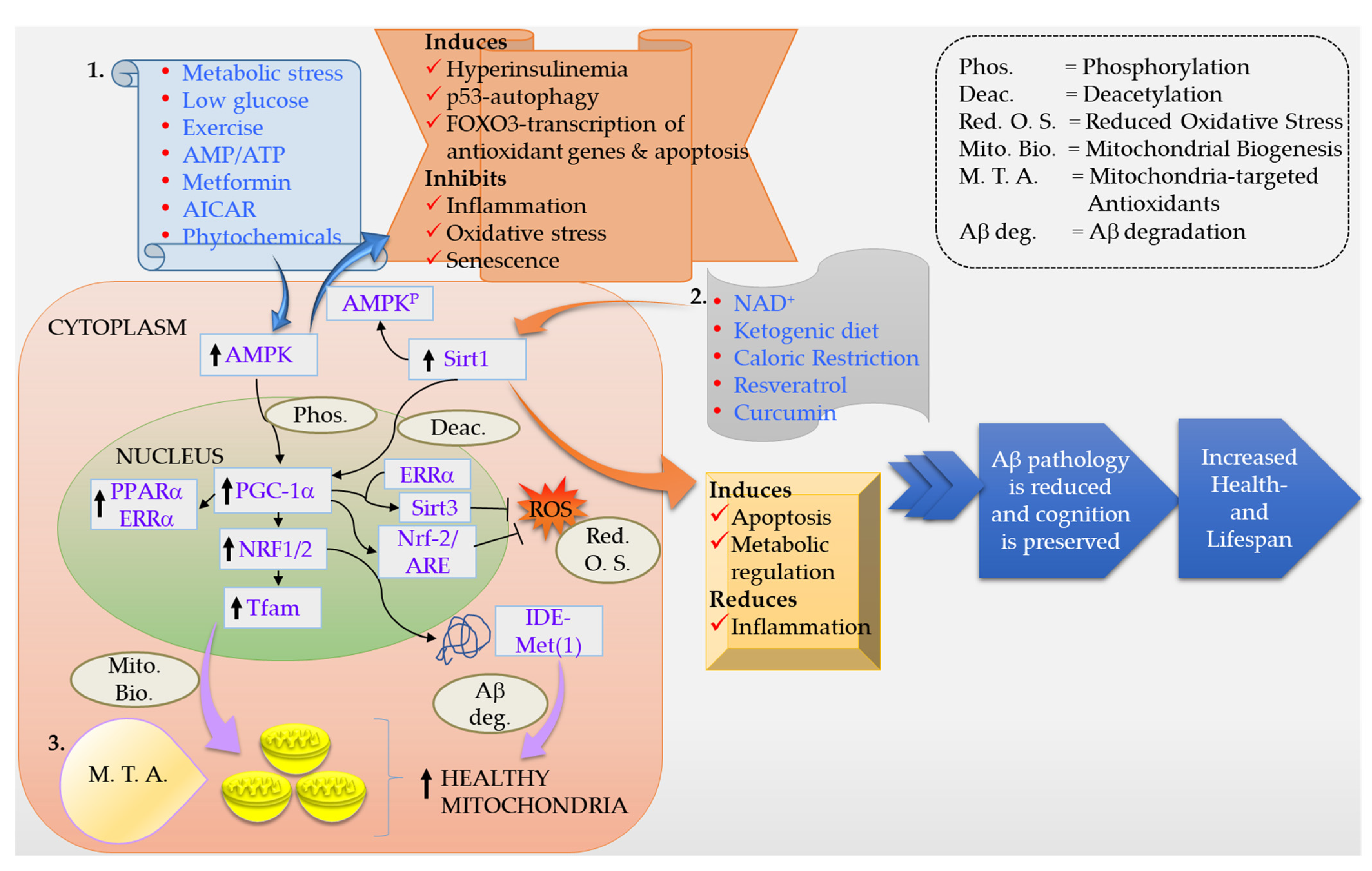 IJMS | Free Full-Text | Disentangling Mitochondria in Alzheimer's 