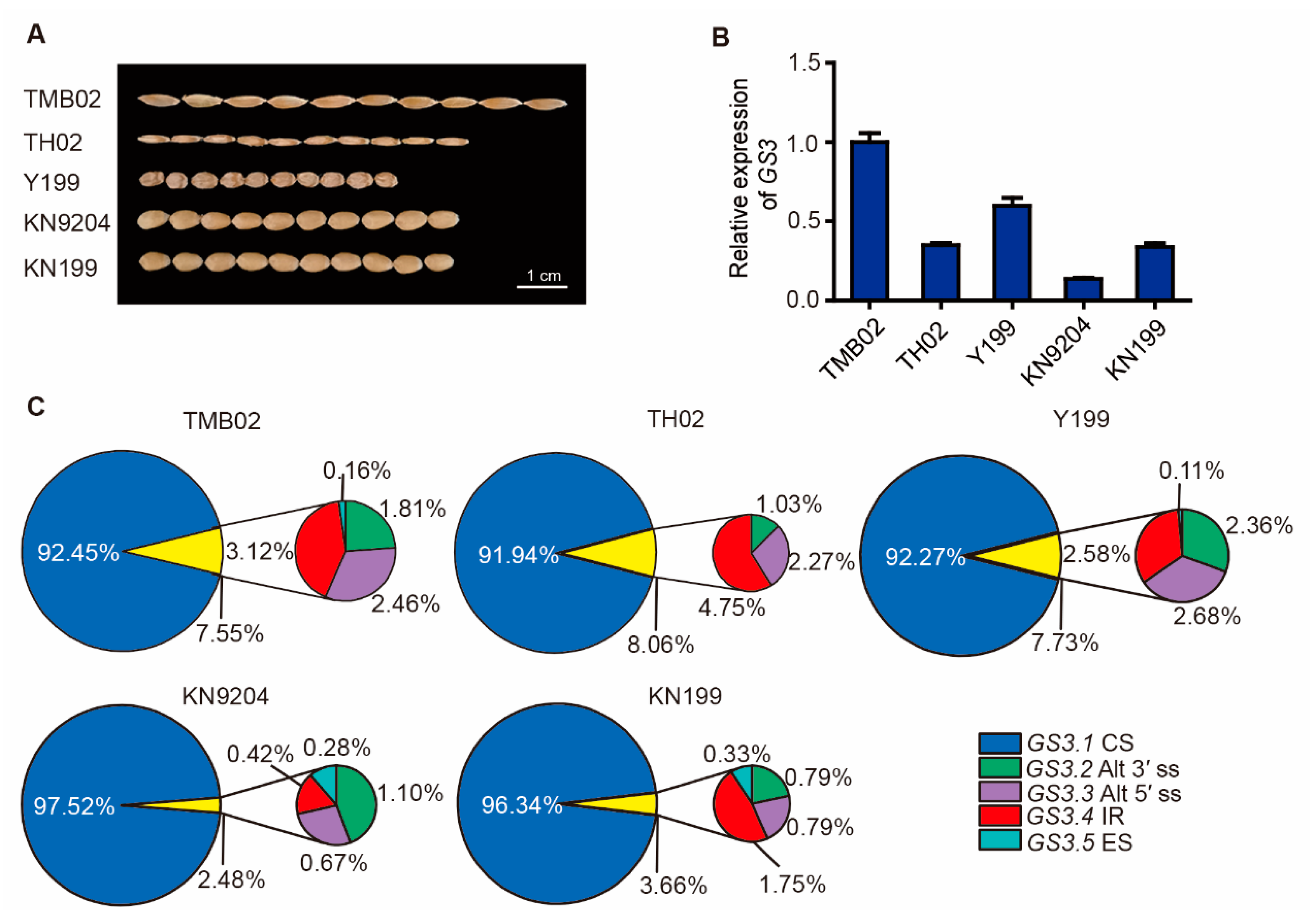 ijms-free-full-text-alternative-splicing-of-tags3-differentially-regulates-grain-weight-and