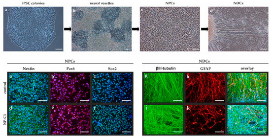 Neopicc Types Patient-Specific iPSC-Derived Neural Differentiated and Hepatocyte-like ...