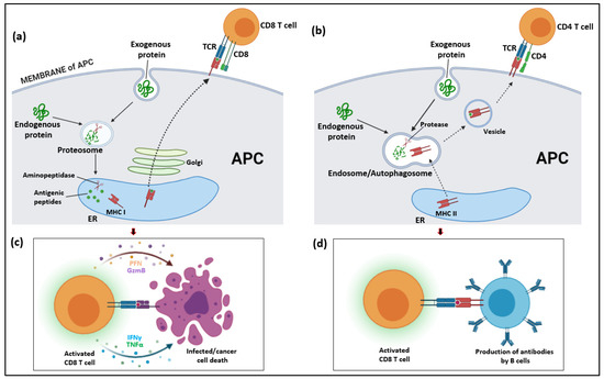 IJMS | Free Full-Text | T Cell Subsets and Natural Killer Cells in the ...