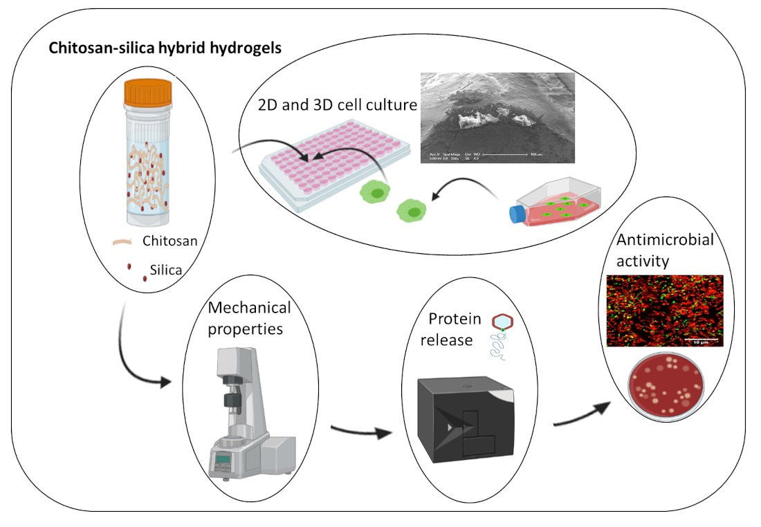 Hybrid Membranes Development Made by Chitosan and Calcium