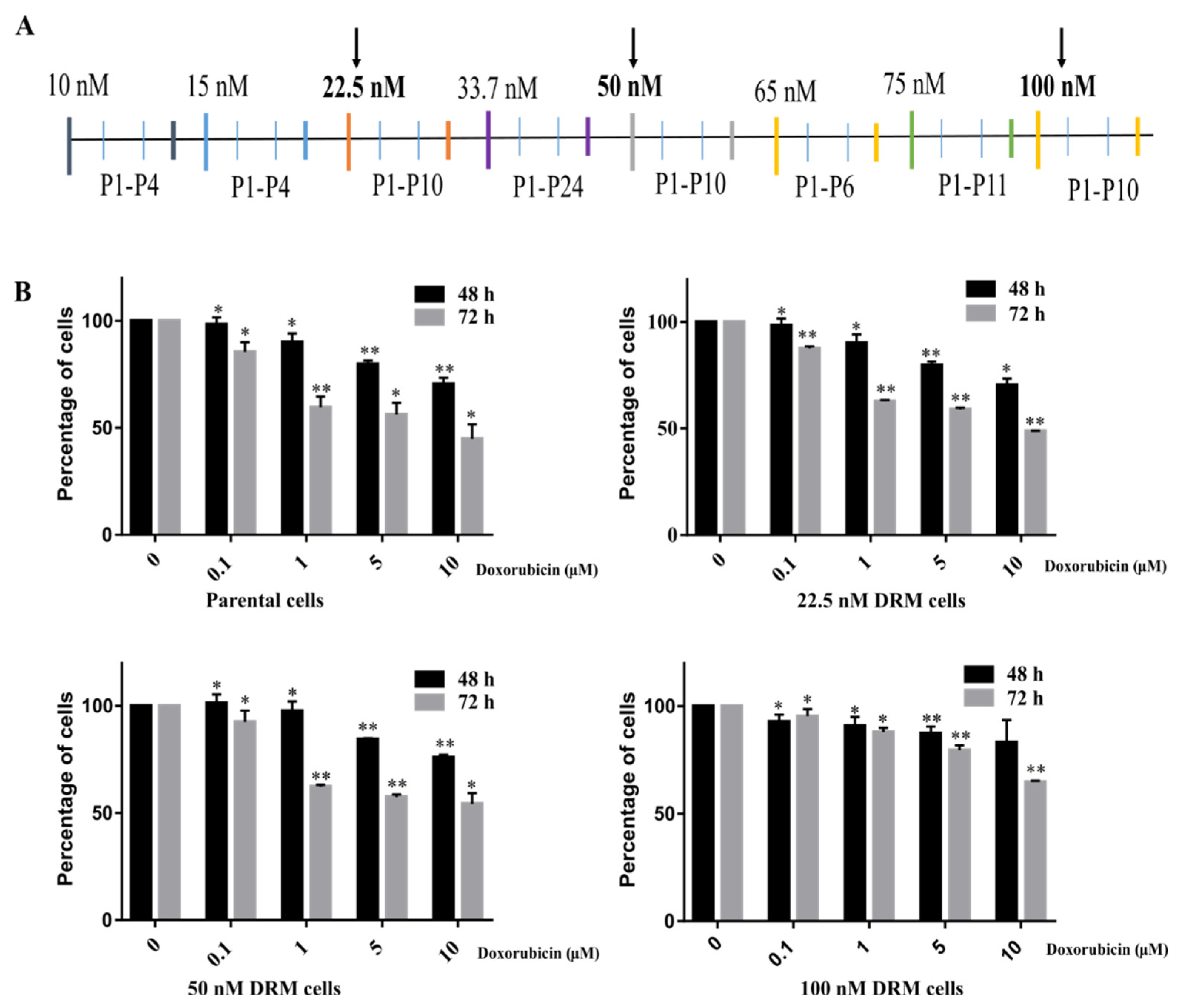 IJMS | Free Full-Text | Doxorubicin-Resistant TNBC Cells Exhibit Rapid ...