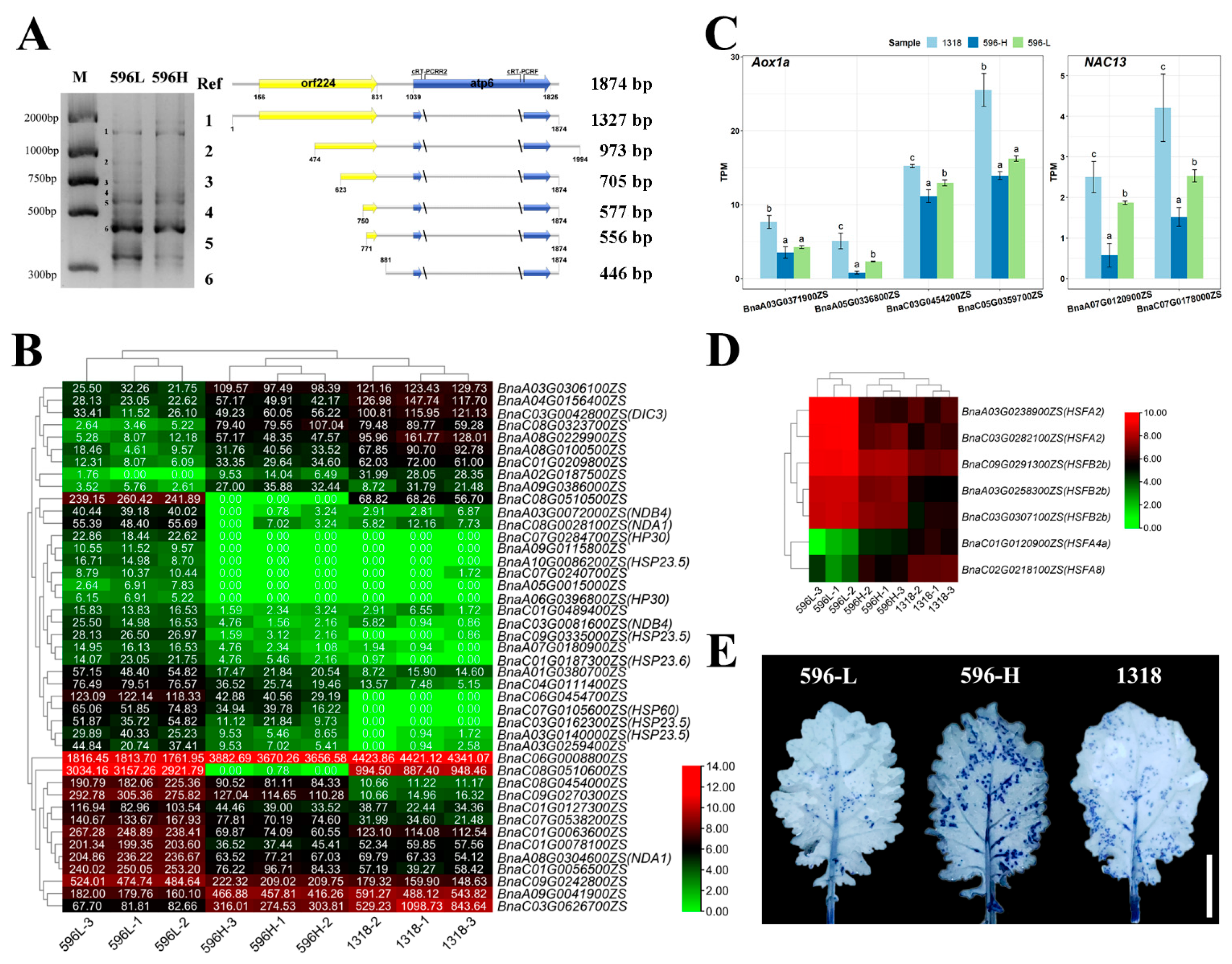 Molecular Analysis Uncovers the Mechanism of Fertility
