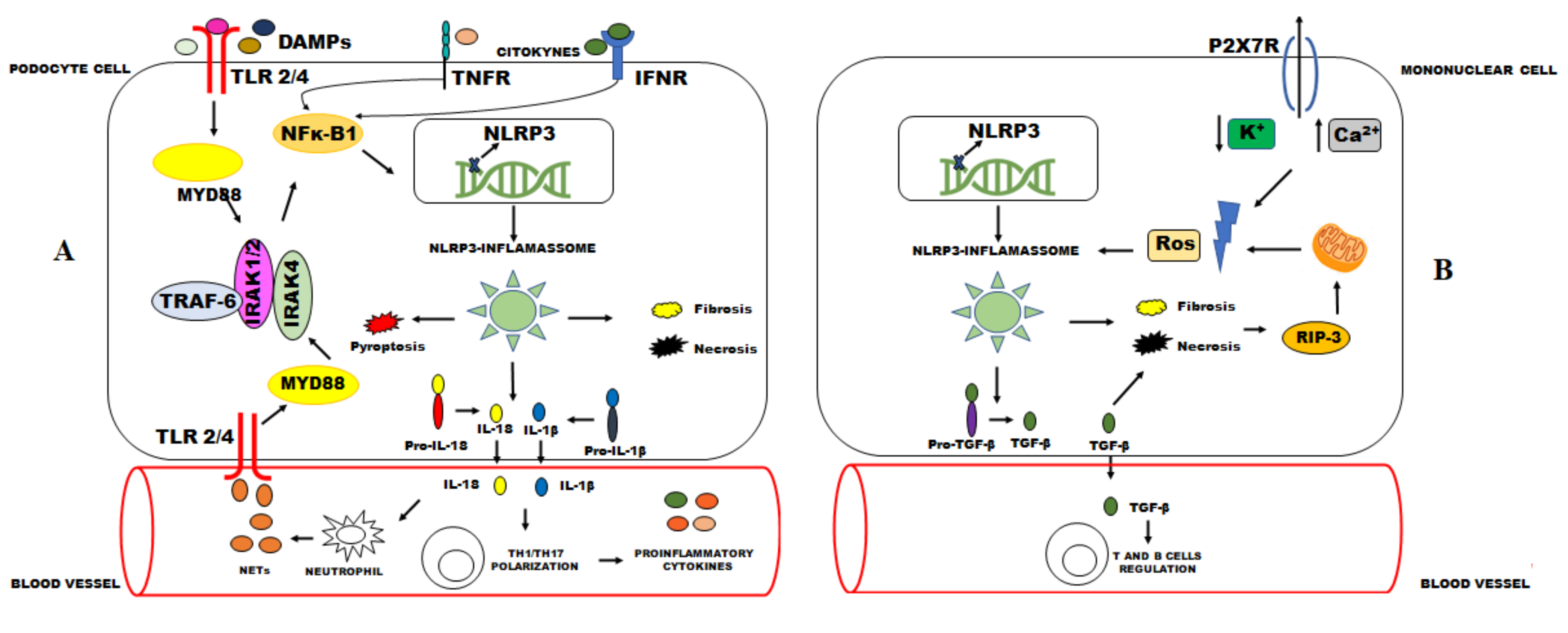 IJMS | Free Full-Text | The Role of NLRP3 Inflammasome in Lupus Nephritis