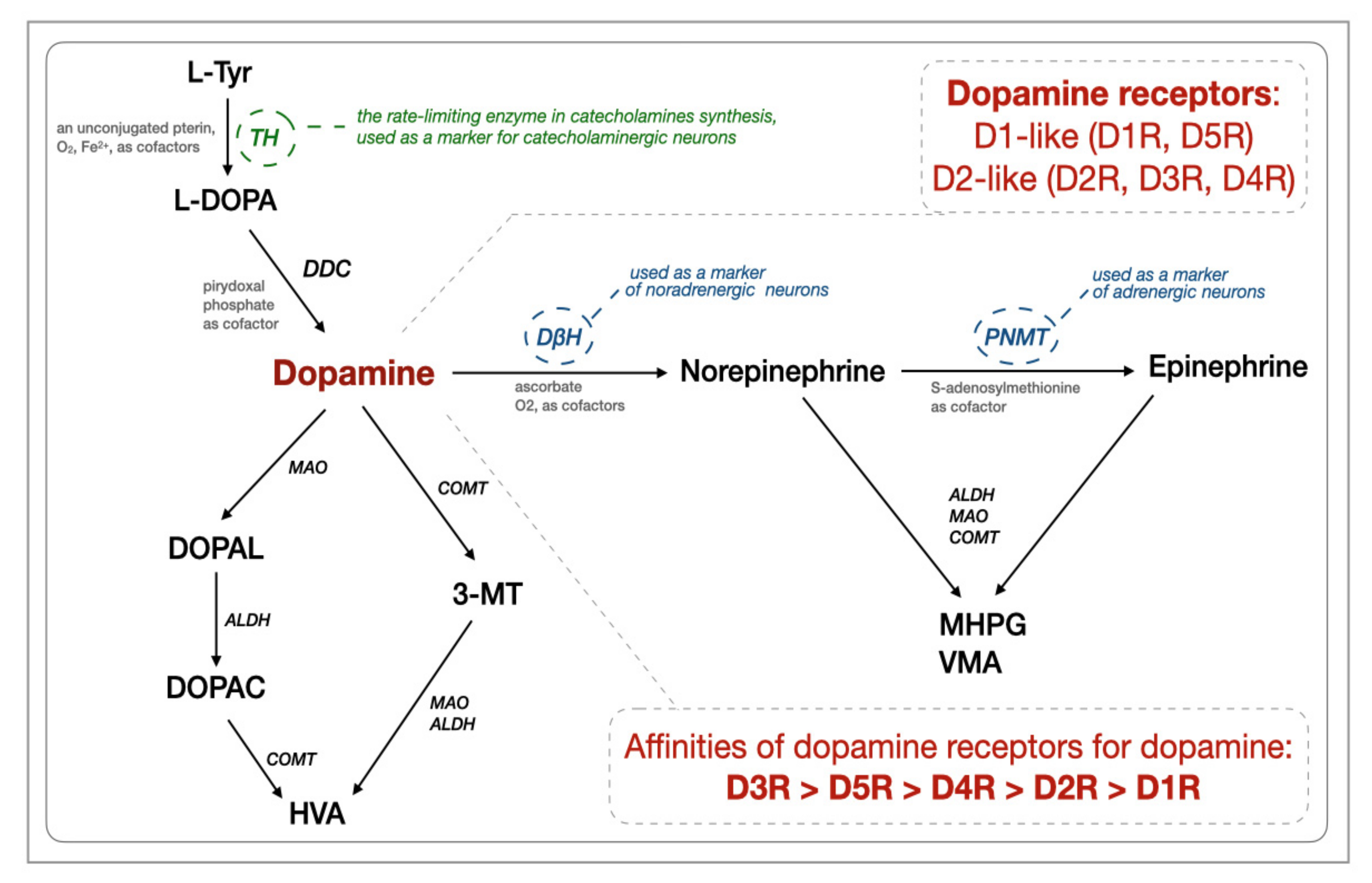 dopamine receptors