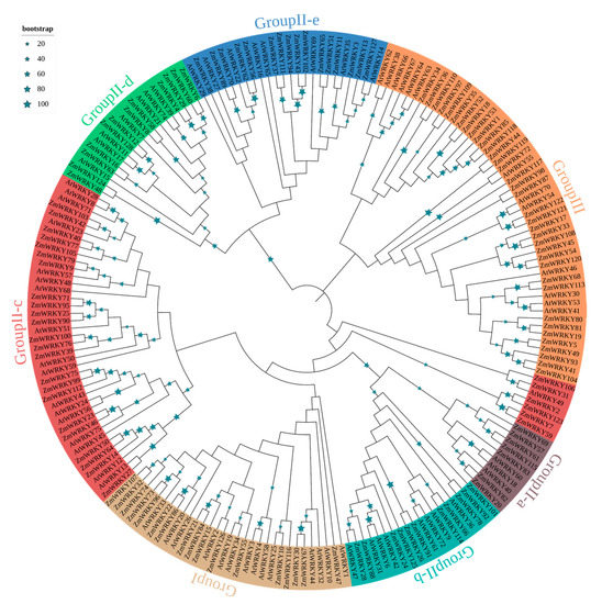 IJMS | Free Full-Text | Genome-Wide Analysis of WRKY Gene Family and ...